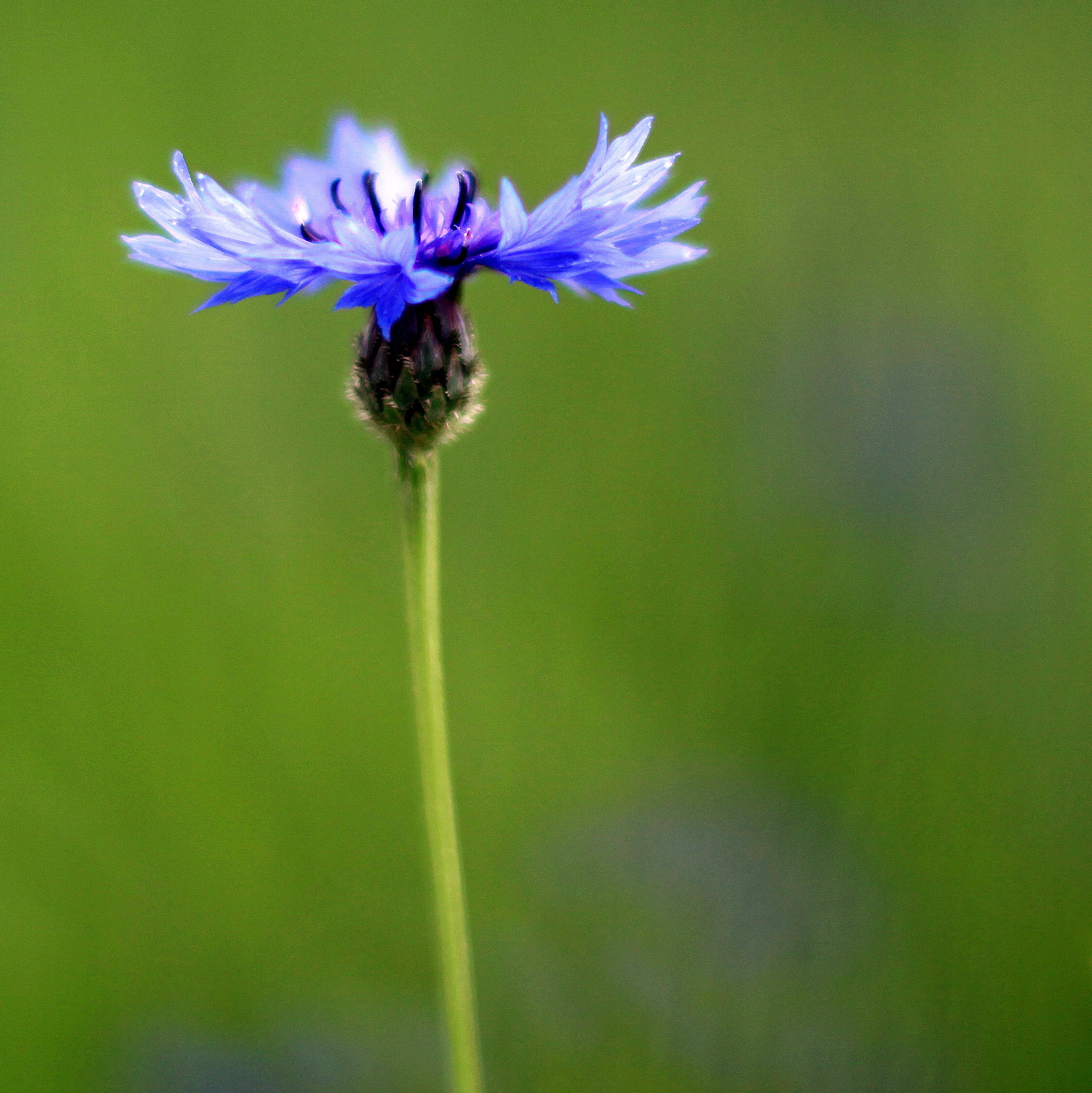 bokeh, petaled, blue, batchelor, plant, green, close-up, weed, cornfield, closeup, purple, photography, cyanus, strawflower, closeup photography, macro, Phone HD Wallpaper