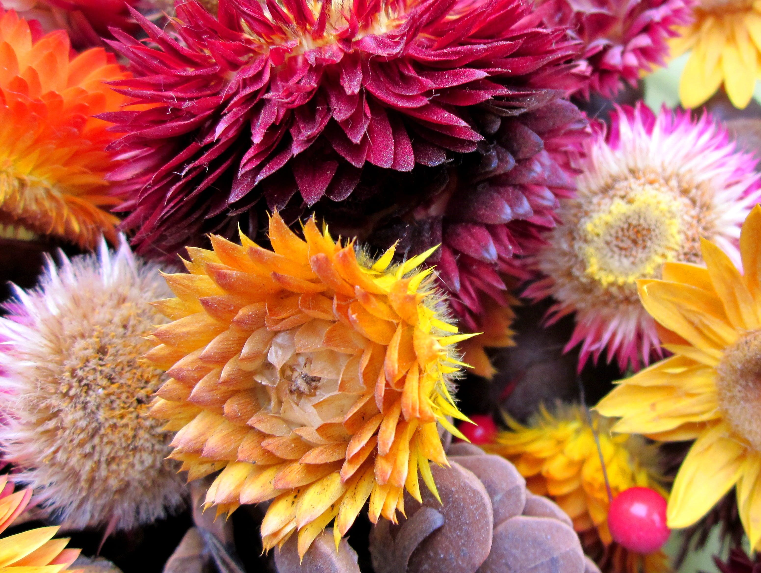 flower, strawflowers, fragility, nature, plant, backgrounds, petal, 2K, flower arrangement, multi colored, close-up, flower head, freshness, chrysanthemum, HD Wallpaper