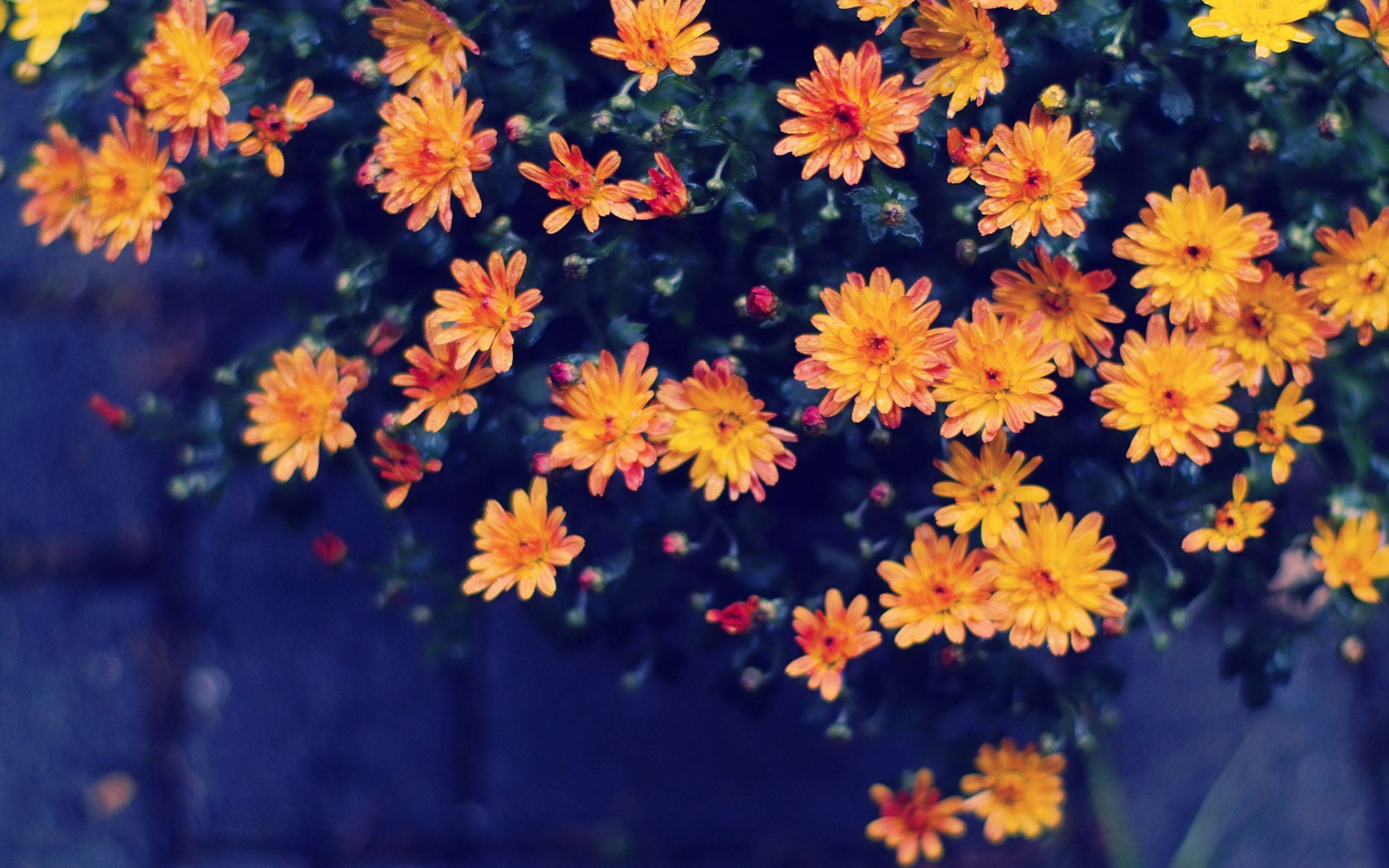 no people, orange, petal, plant, outdoors, close-up, flower head, Flowers, directly above, Nature, inflorescence, flower, flowering plant, vulnerability, HD Wallpaper
