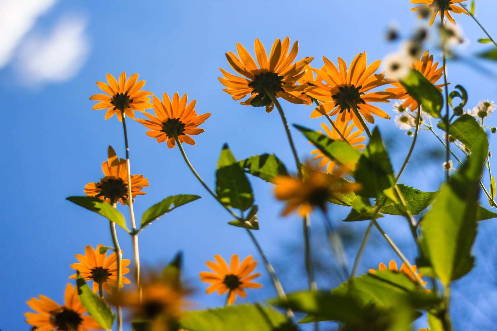 sumer, blue, springtime, nature, sky  blue, sorin, 600d, outdoors, flower  flower, cismigiu, dslr, summer, plant, nifty-fifty, meadow, romania, bokeh, flower, HD Wallpaper