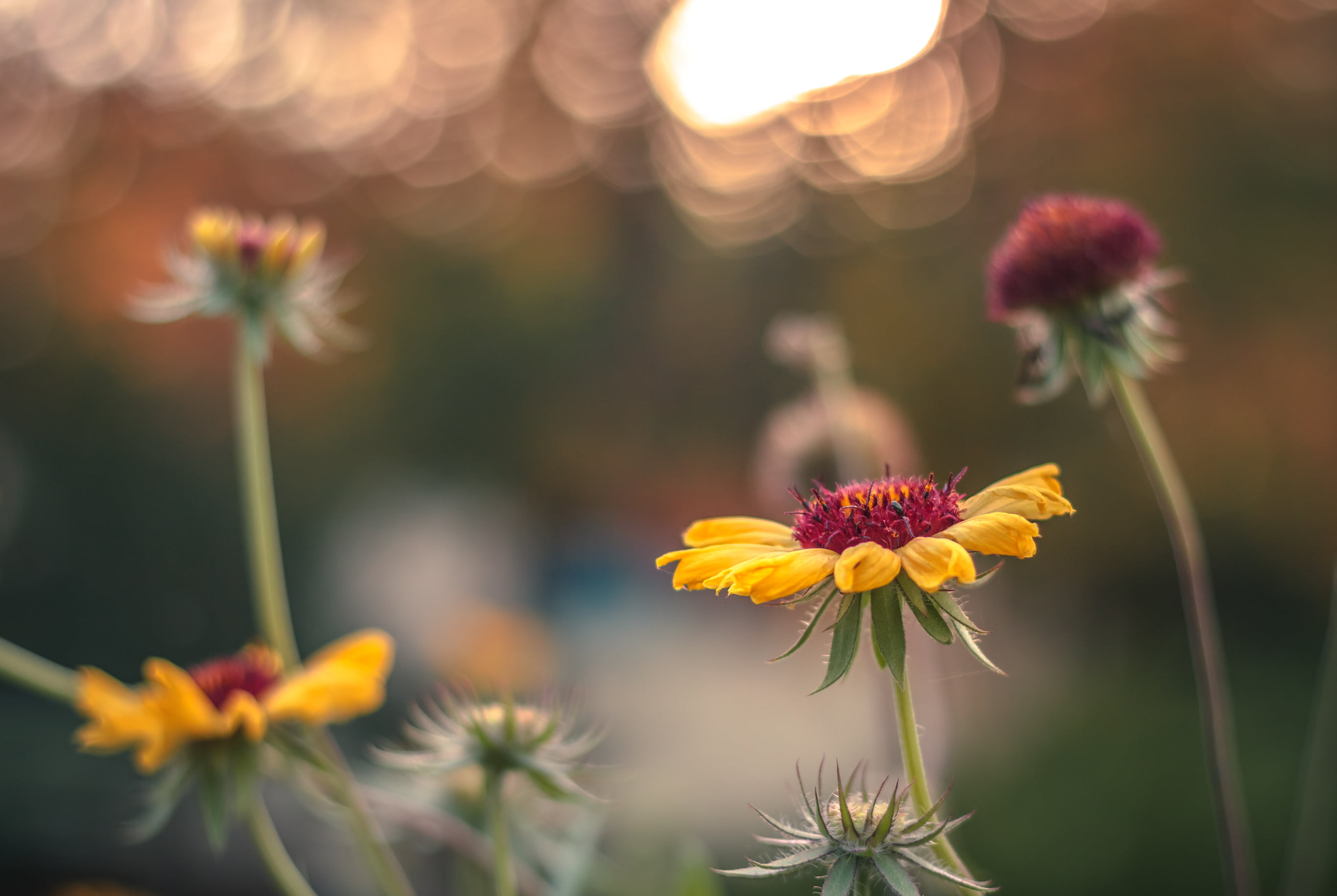 canon, flori, f1.8, golden, bucuresti, romania, closeup, red, yellow, garden, sunset, flower, roumanie, 600d, flowers, bokeh, bucarest, 2K, dslr, prime, HD Wallpaper