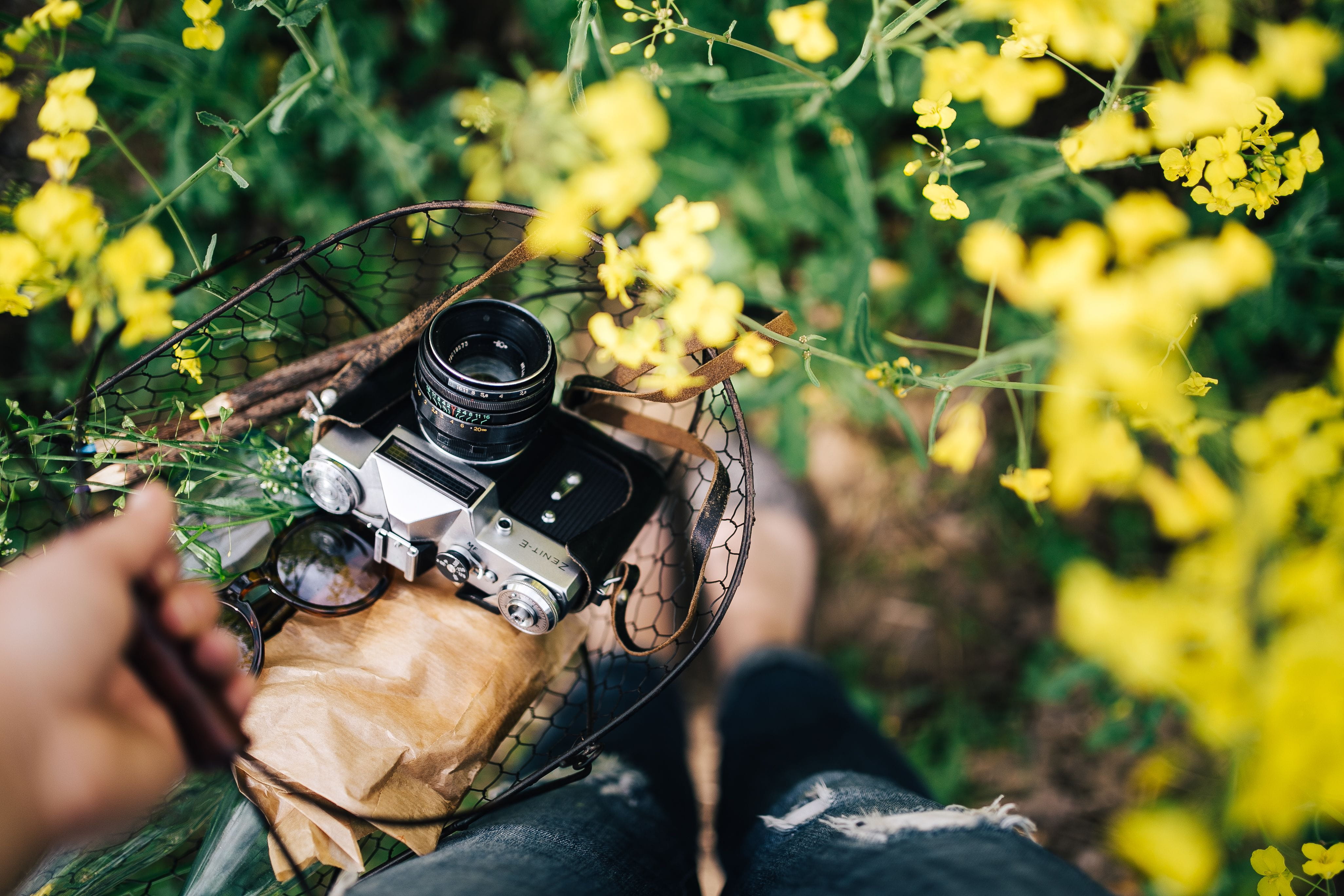 adult, human hand, adults only, nature, people, bloom, summer, spring, rape, rapeseed, one Person, human body part, vintage, 4K, camera, hand, activity, HD Wallpaper