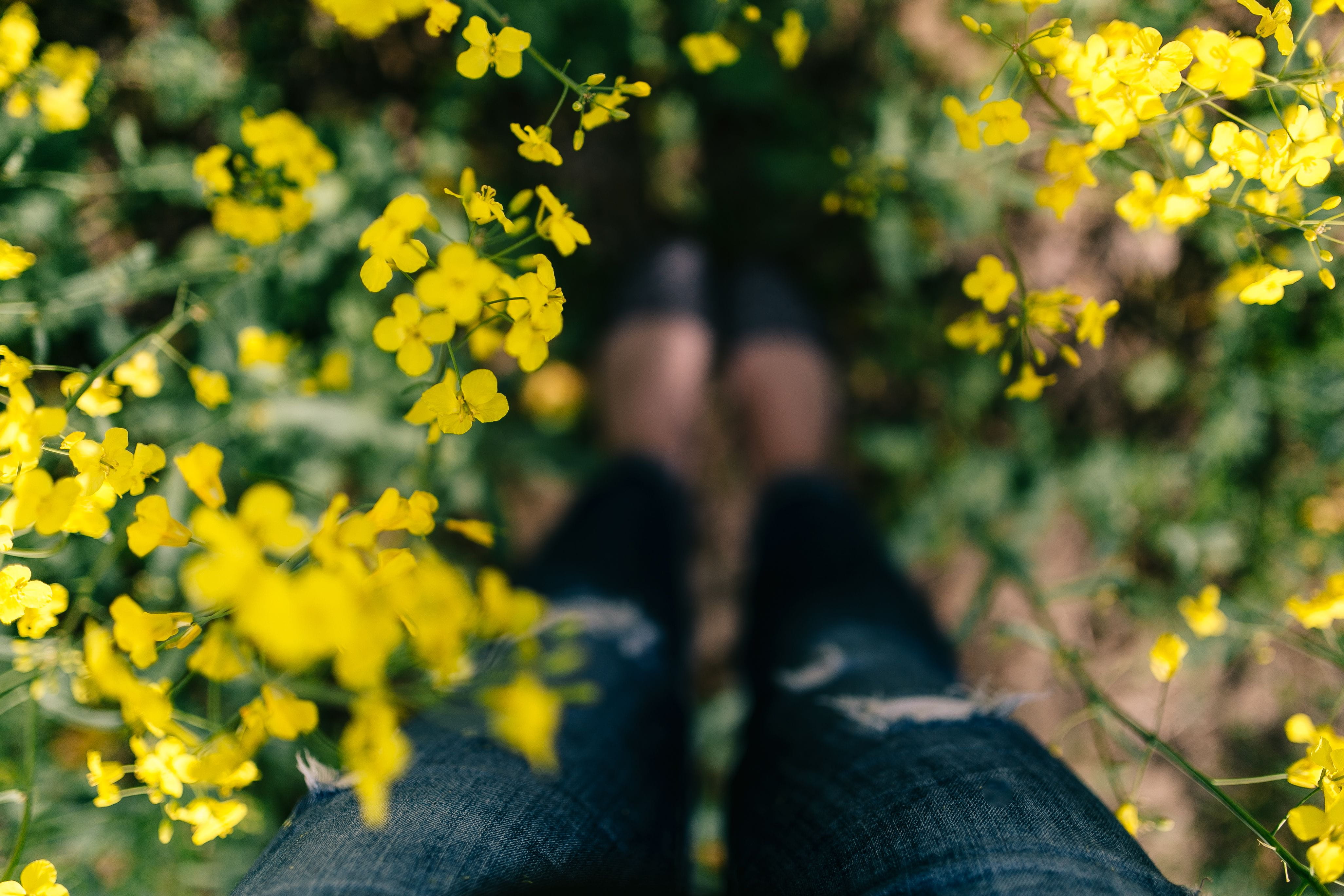 outdoors, summer, jeans, day, springtime, flowering plant, low section, passion, rapes, yellow, plant, flower, Woman, human limb, photography, hobby, photographer, HD Wallpaper
