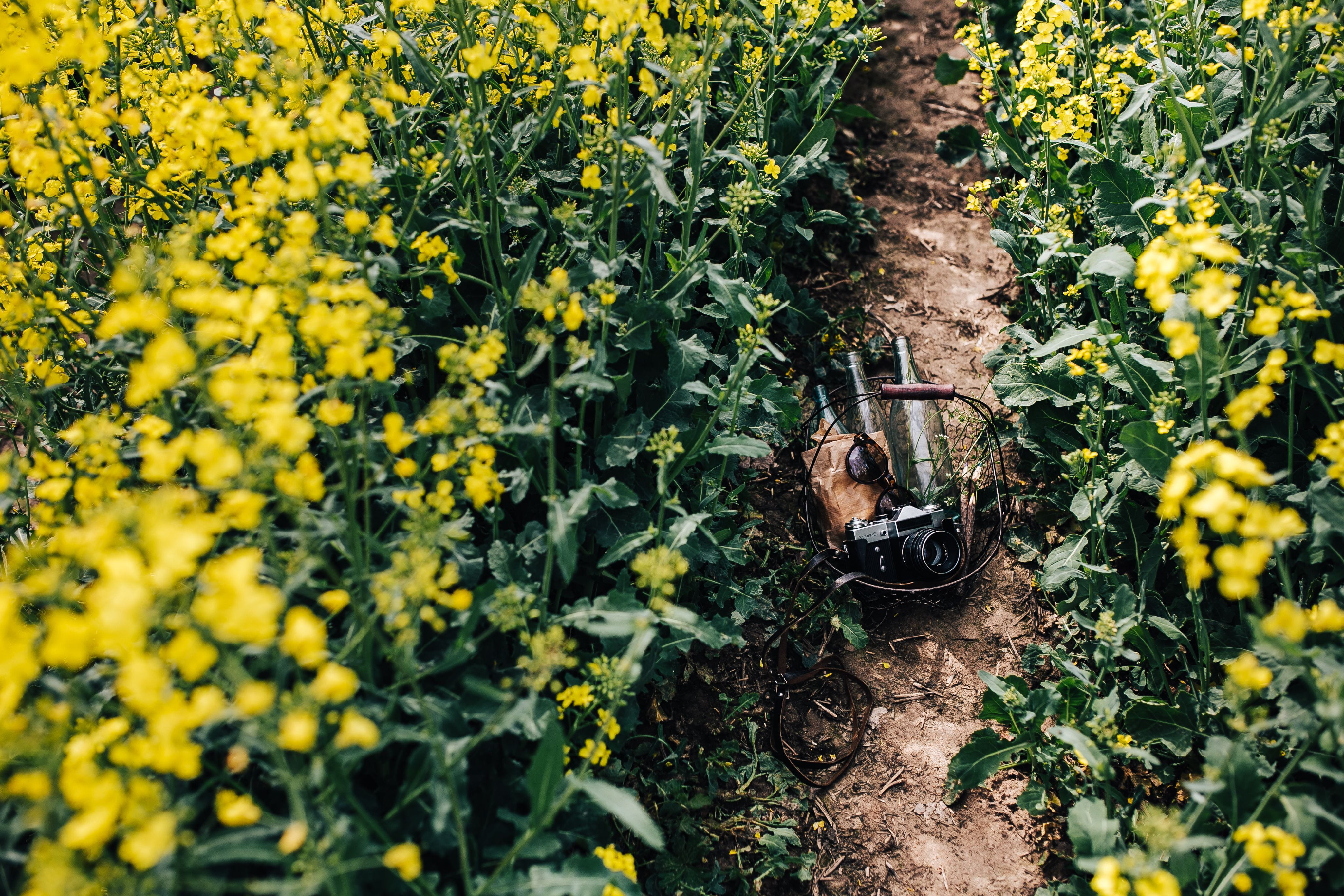 beauty in nature, agriculture, no People, Woman, camera, blooming, flowering plant, high angle view, rapes, hobby, one person, leisure activity, zenit, HD Wallpaper