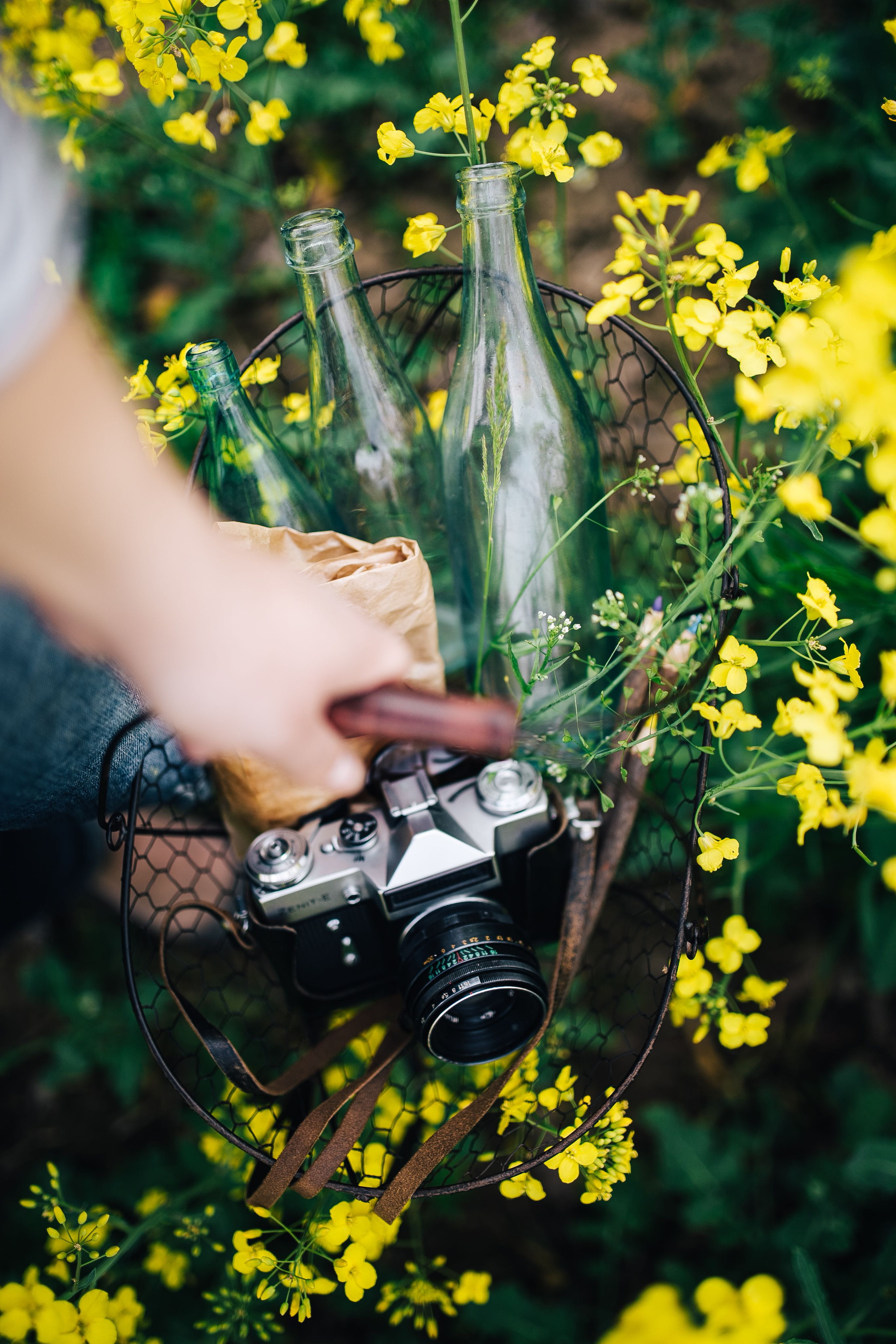hobbies, camera, photographing, summer, rapes, passion, flower, flowering plant, rape, human body part, hand, selective focus, people, lifestyles, vintage, Phone HD Wallpaper