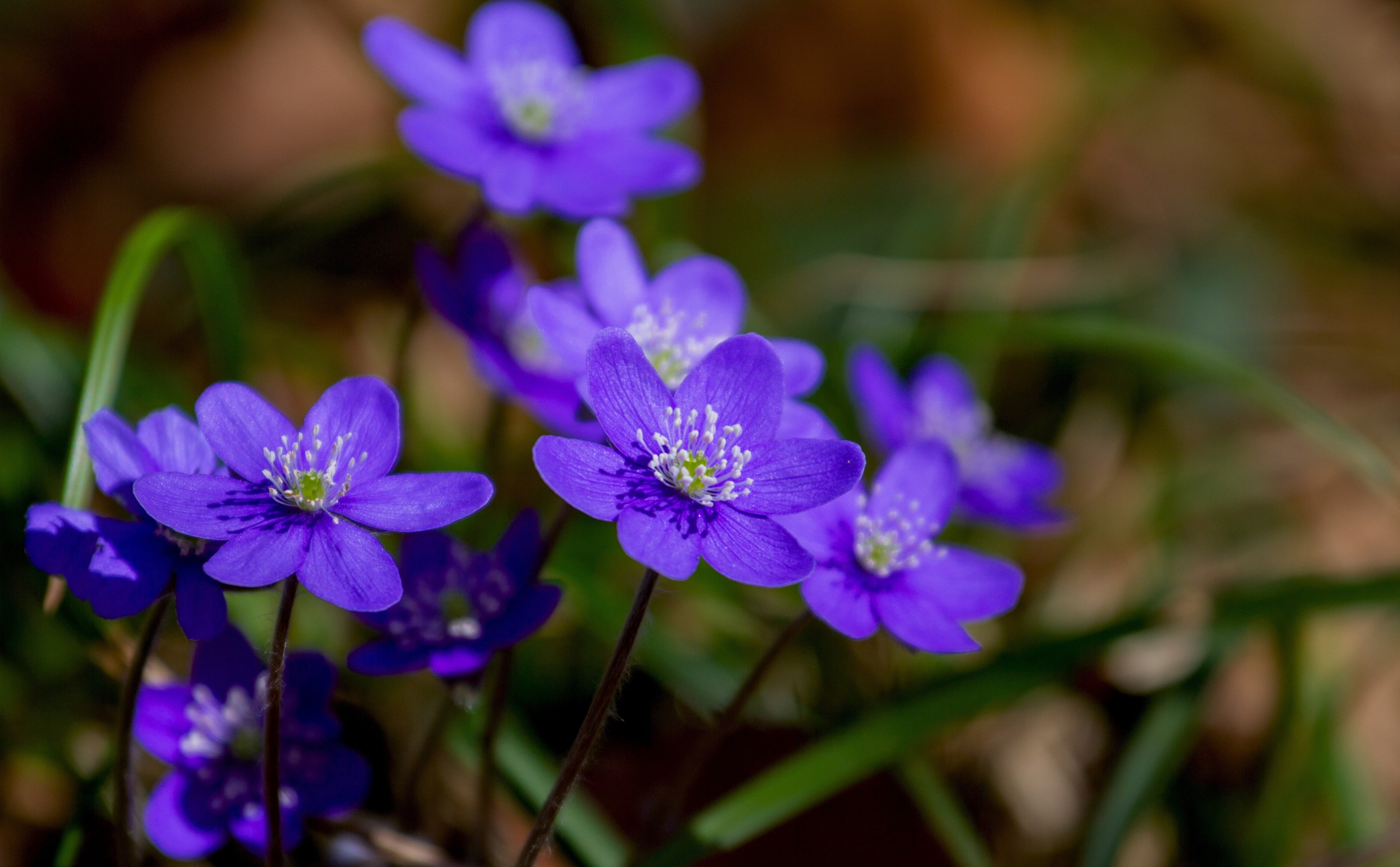 hepatica, liverwort, bunch of flowers, Flowers, Nature, Spring, blossom, petaled, Photography, day, botany, no people, inflorescence, flower, Purple, plant, HD Wallpaper