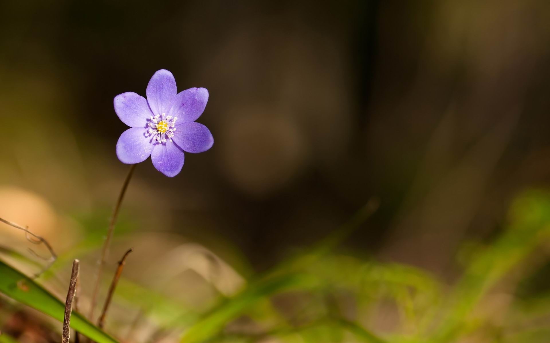 day, land, vulnerability, hepatica, pink, 1080P, inflorescence, flower, outdoors, plant, petal, close-up, violet, flower head, flowering plant, HD Wallpaper