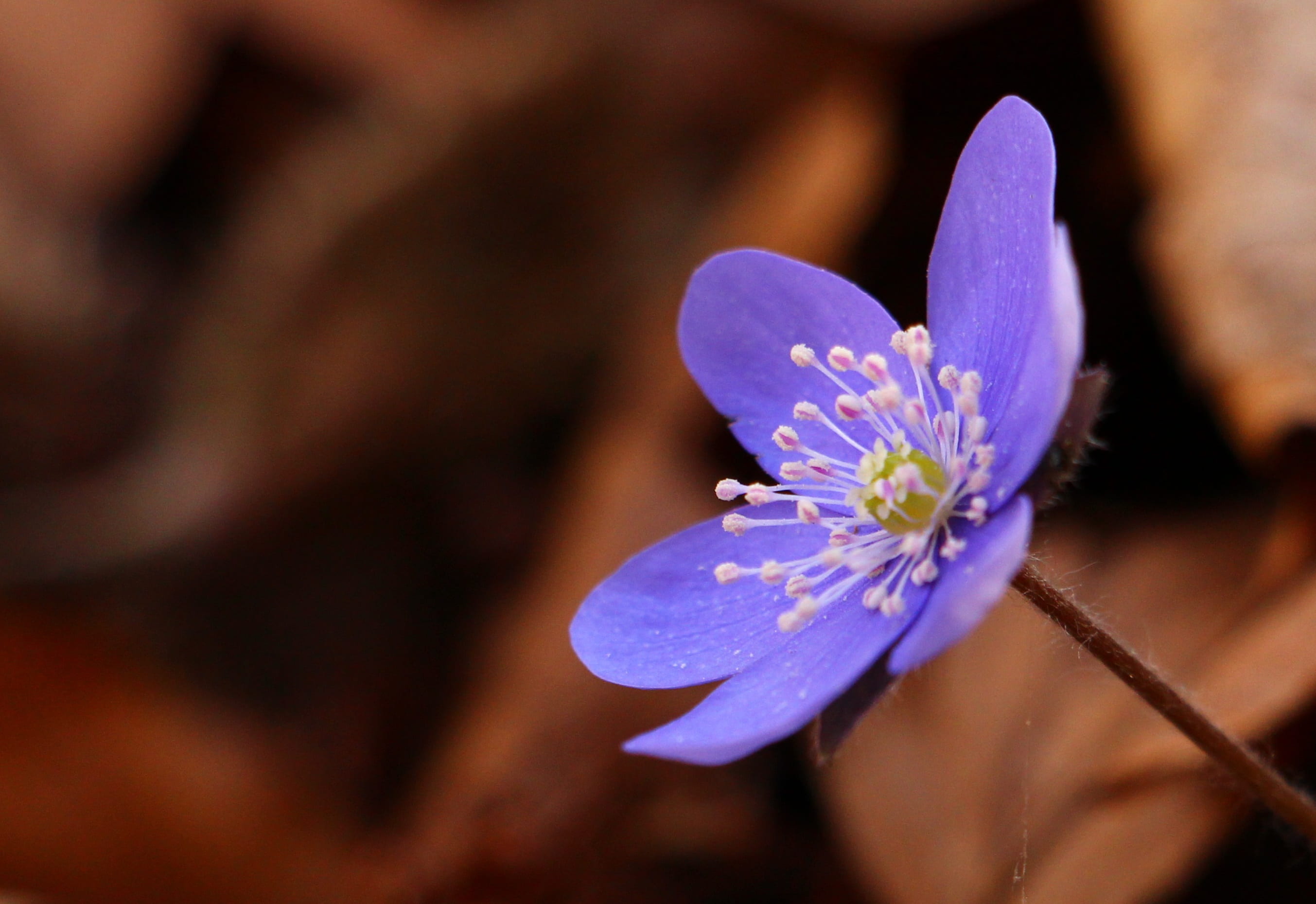 wildflower, purity, focus, flowering plant, softness, freshness, 2K, plant, purple, selective, spring, springtime, forest, blue, photography, flower, close-up, HD Wallpaper
