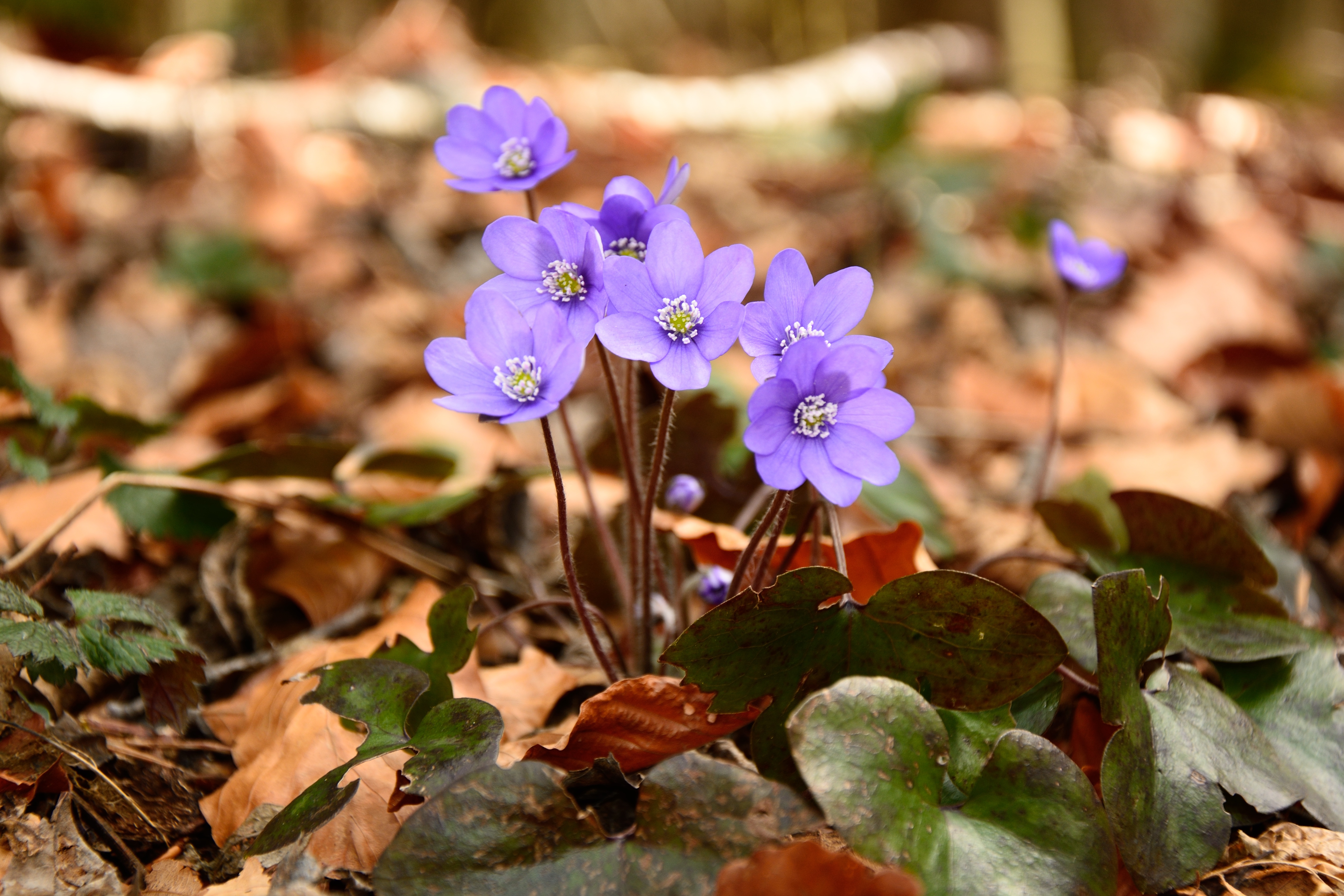 close-up, growth, freshness, ground, flowers, forest, season, flower, day, no people, vulnerability, blossom, nature, bloom, 5K, leaf, plant, petal, flower head, HD Wallpaper