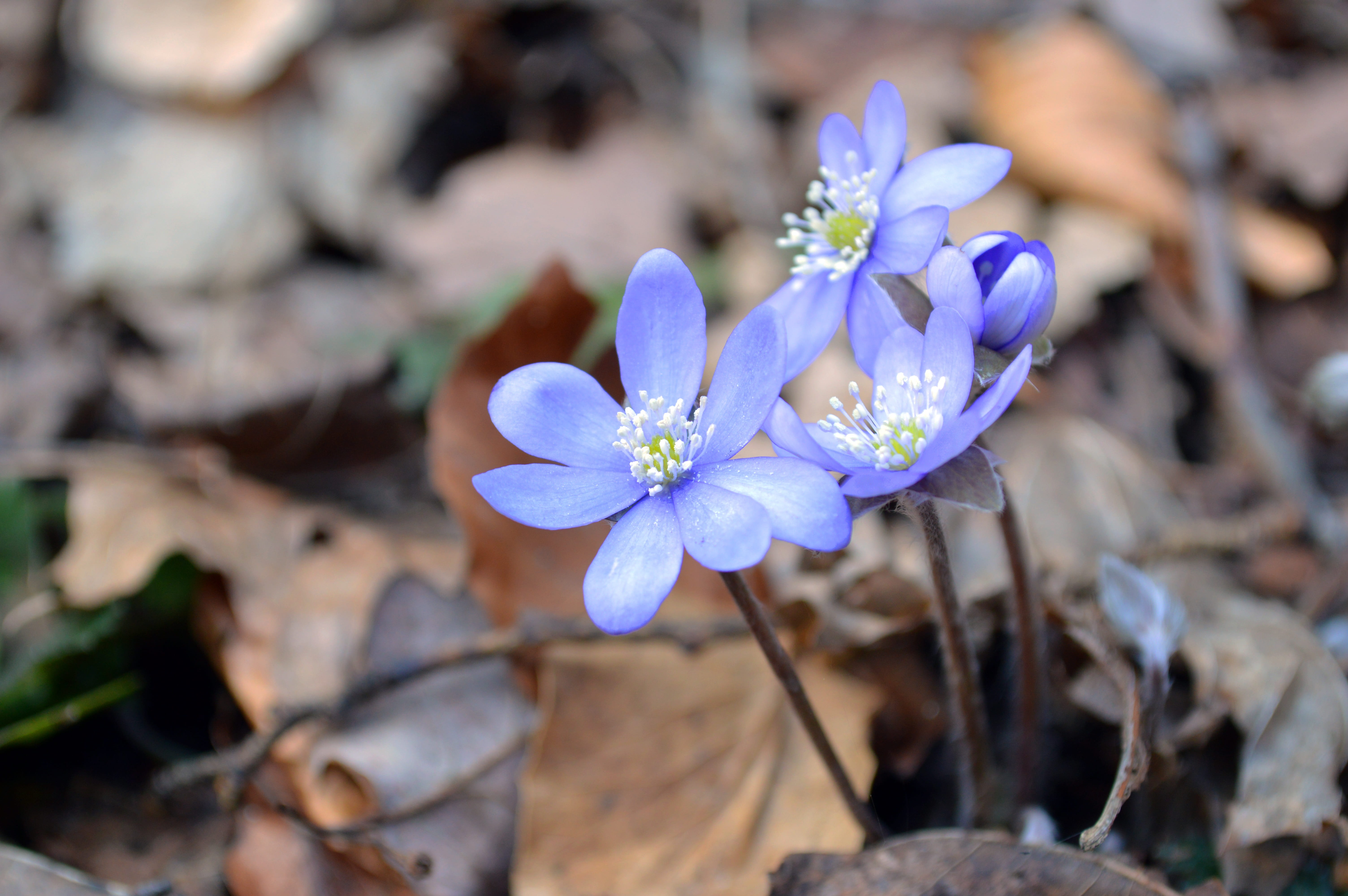 nature, outdoors, inflorescence, botany, liverwort, springtime, petal, pennywort, spring, crocus, flower, beauty in nature, day, close-up, land, freshness, HD Wallpaper