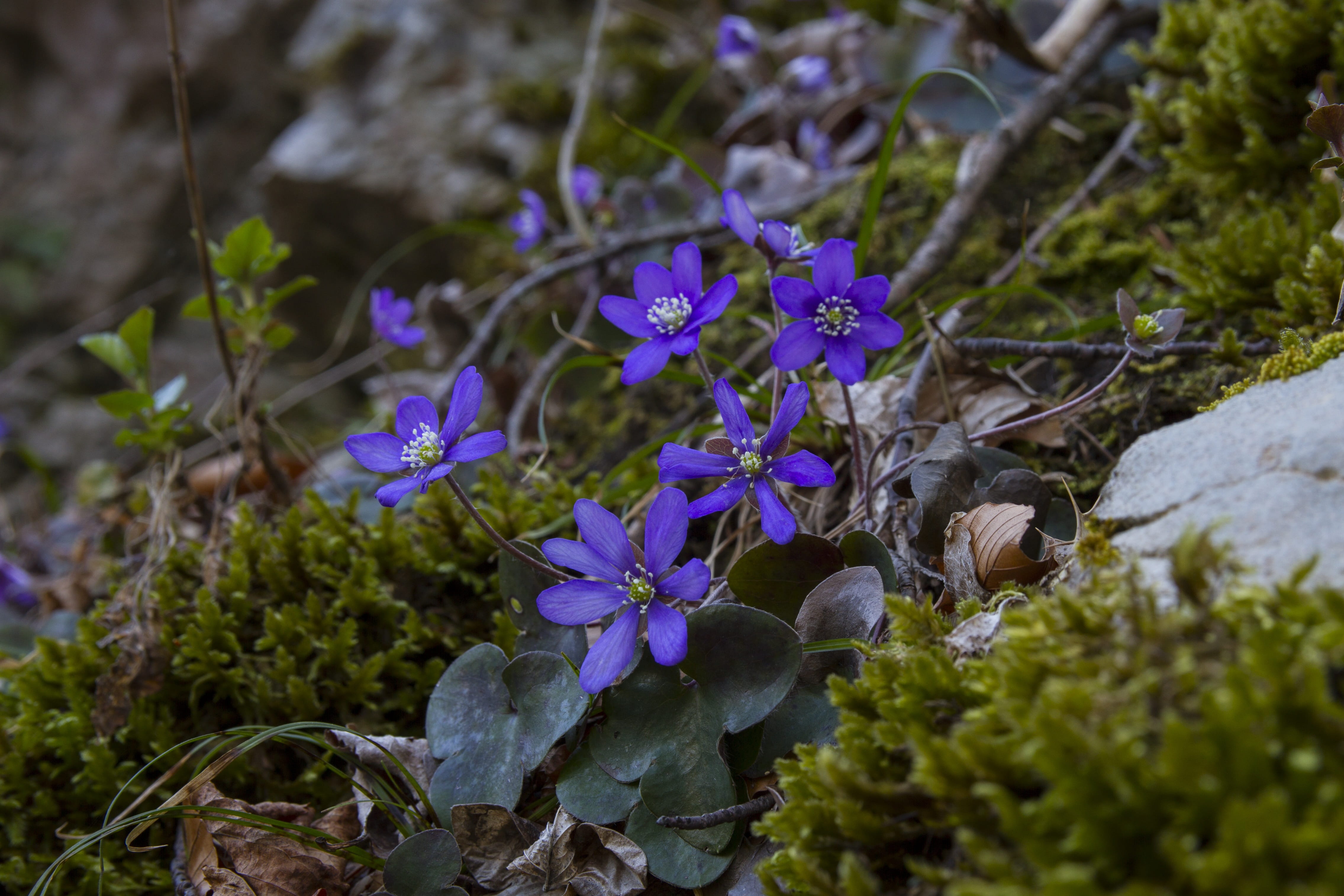 growth, hepatica, close-up, leaf, vulnerability, outdoors, 4K, purple, hahnenfu greenhouse, fragility, flower head, plant, flowering plant, inflorescence, HD Wallpaper