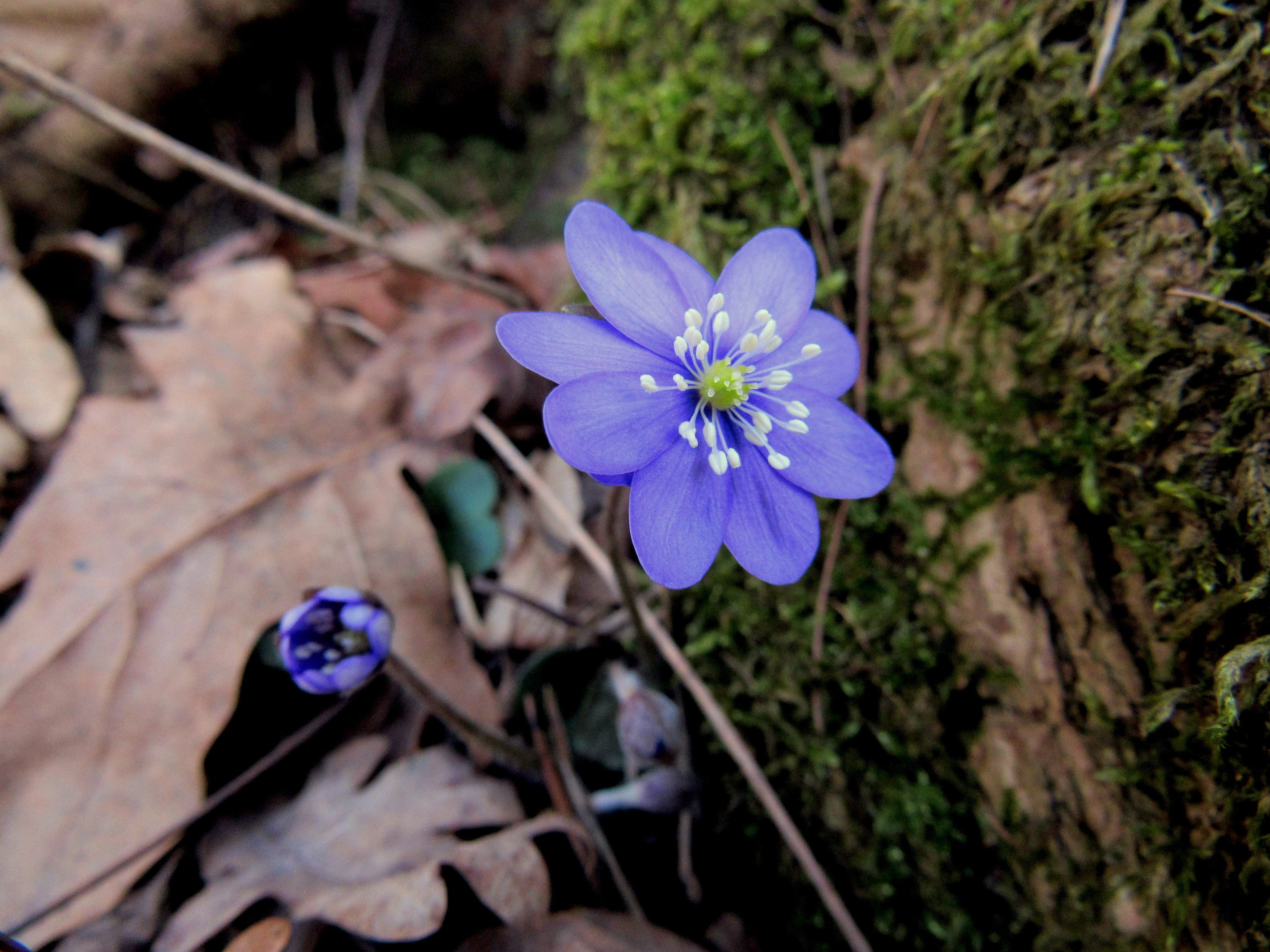 spring, purple, close-up, flower head, crocus, nature, growth, blue, springtime, iris, inflorescence, forest floor, flower, fragility, petal, no people, HD Wallpaper