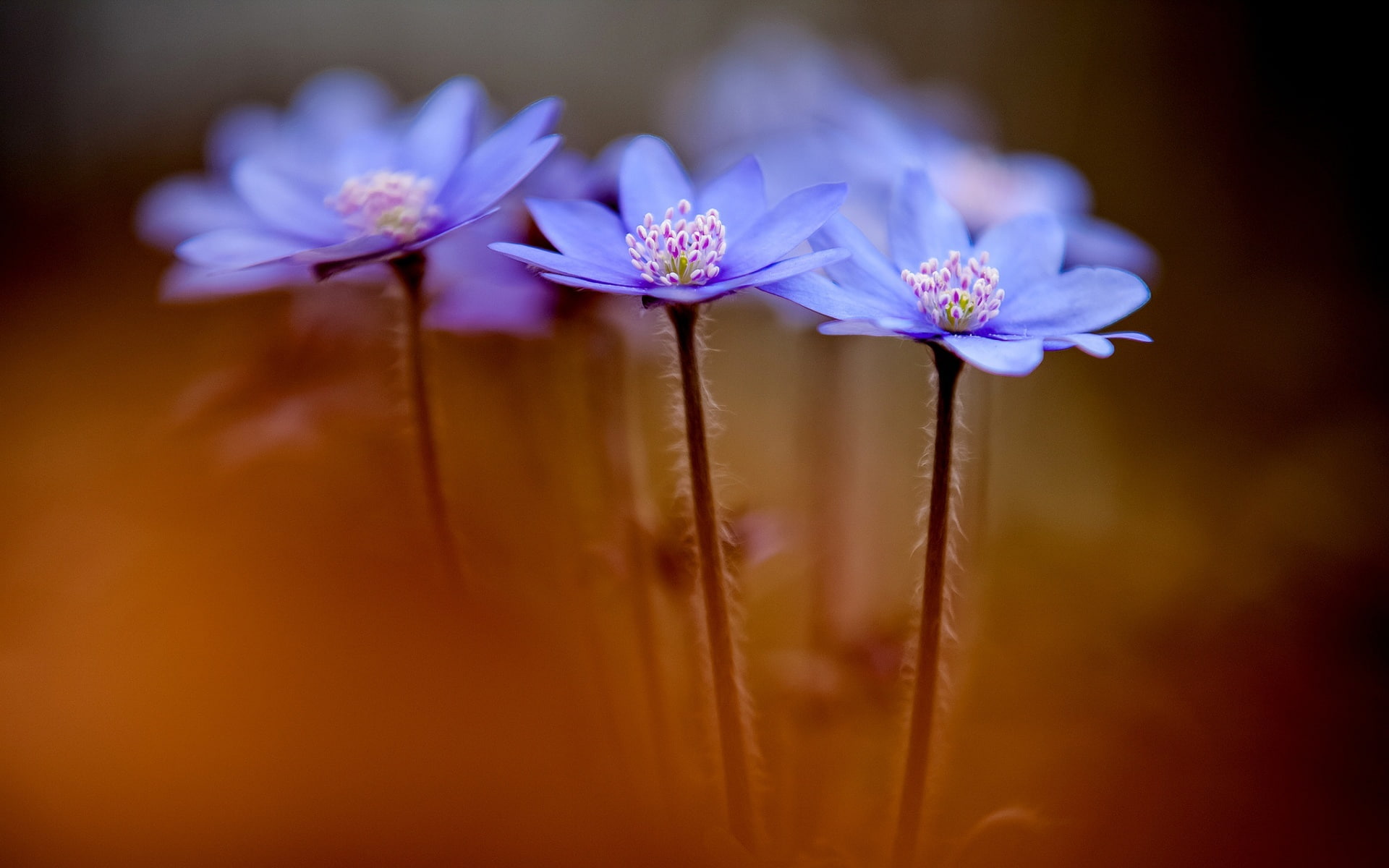 spring, Anemone hepatica, flowers, 1080P, HD Wallpaper