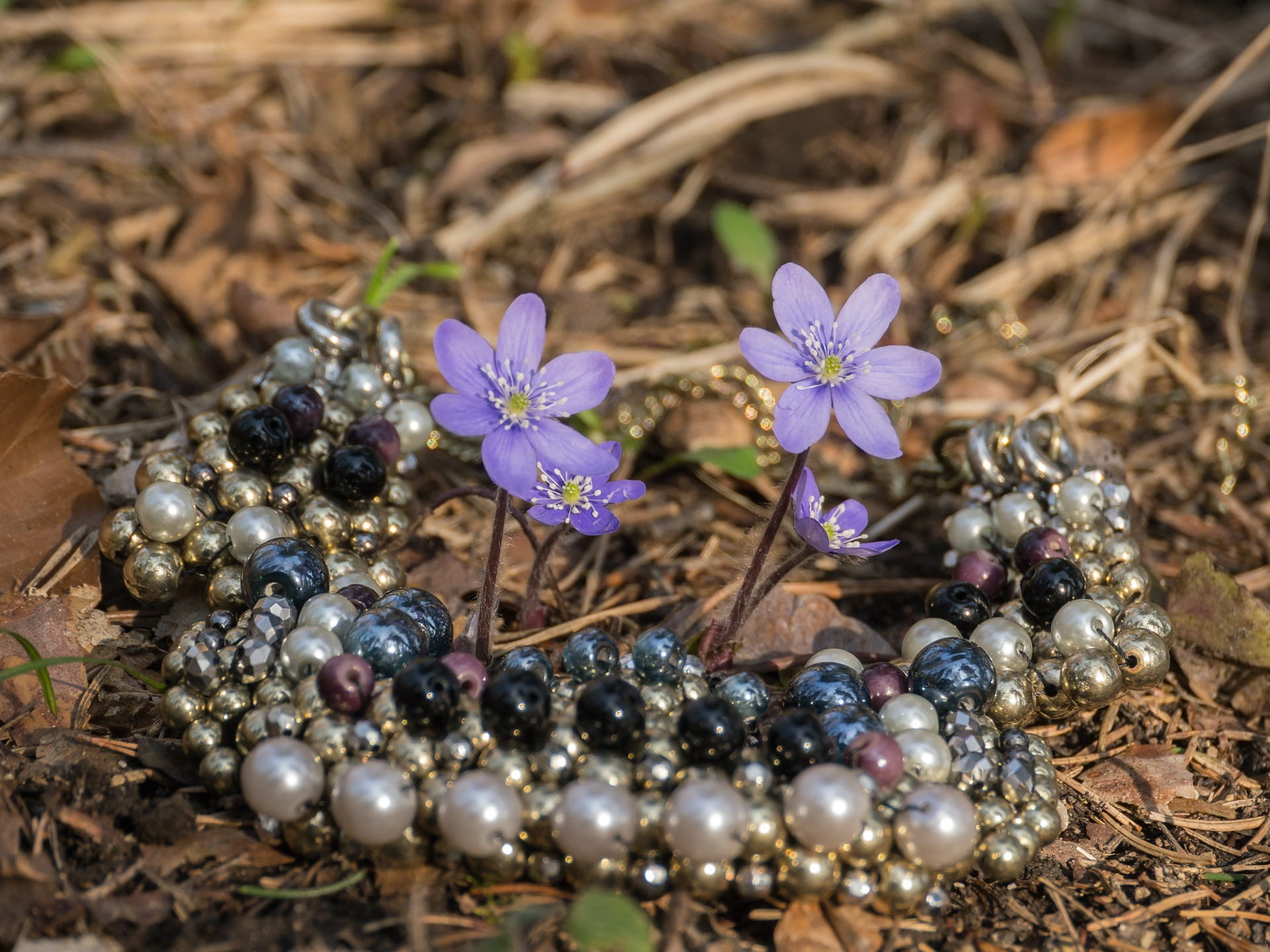 jewellery, day, violet, season, focus on foreground, high angle view, beauty in nature, march, flowering plant, 1080P, vulnerability, spring, no people, HD Wallpaper