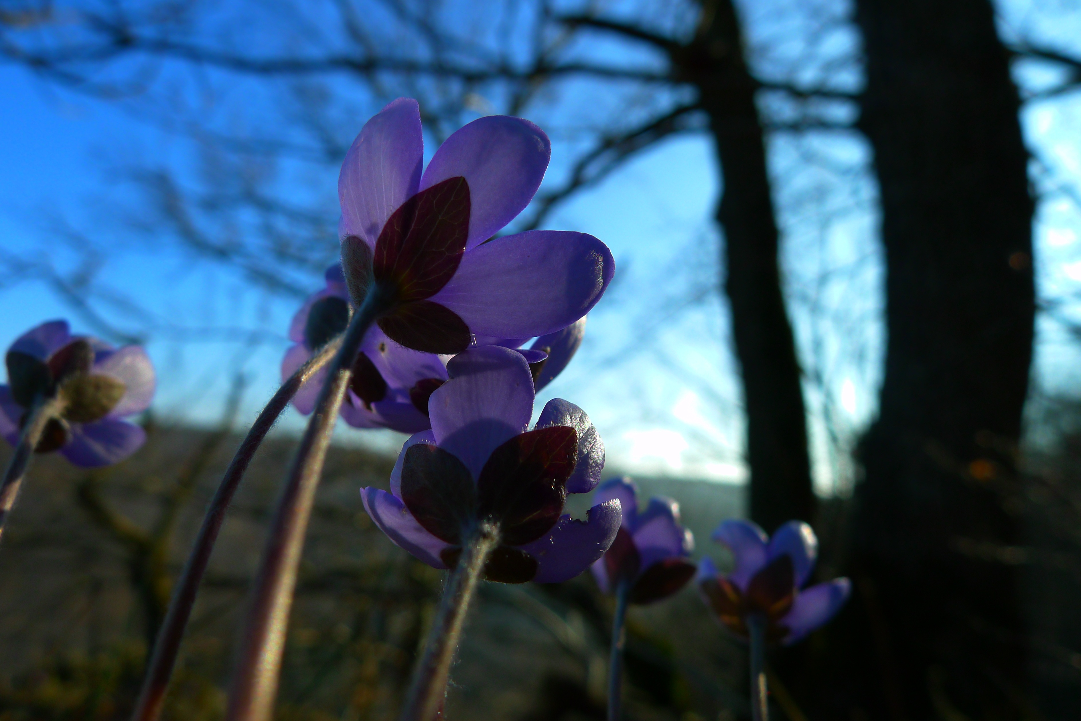 growth, sky, springtime, petal, no people, land, close-up, tree, flower, hepatica, flowering plant, freshness, outdoors, day, inflorescence, beauty in nature, HD Wallpaper