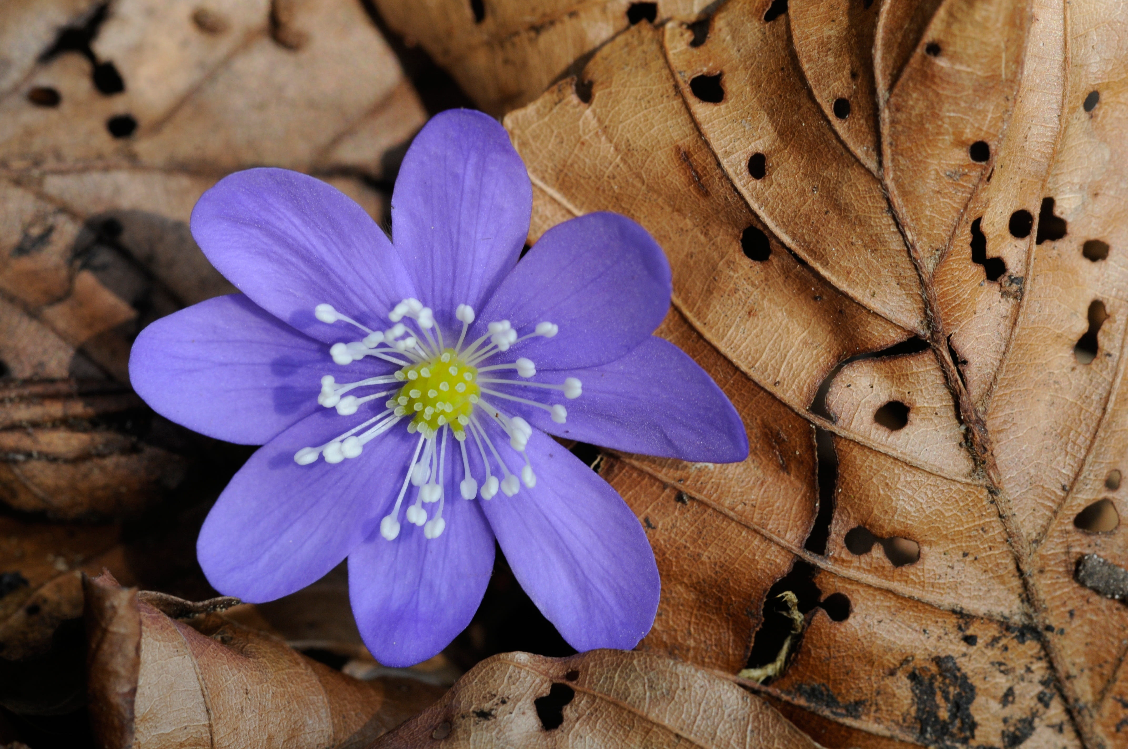 no people, fragility, petal, spring, blue, close-up, flowering plant, growth, beauty in nature, hepatica, high angle view, vulnerability, inflorescence, HD Wallpaper