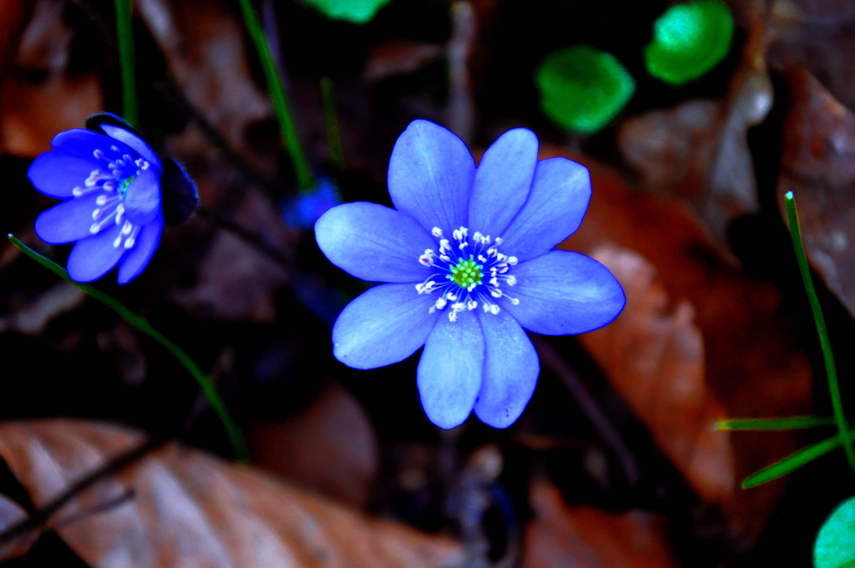 focus, plant, beauty in nature, growth, petal, shallow, nature, flower head, blue, photography, fragility, pollen, vulnerability, flowering plant, hepatica nobilis, HD Wallpaper