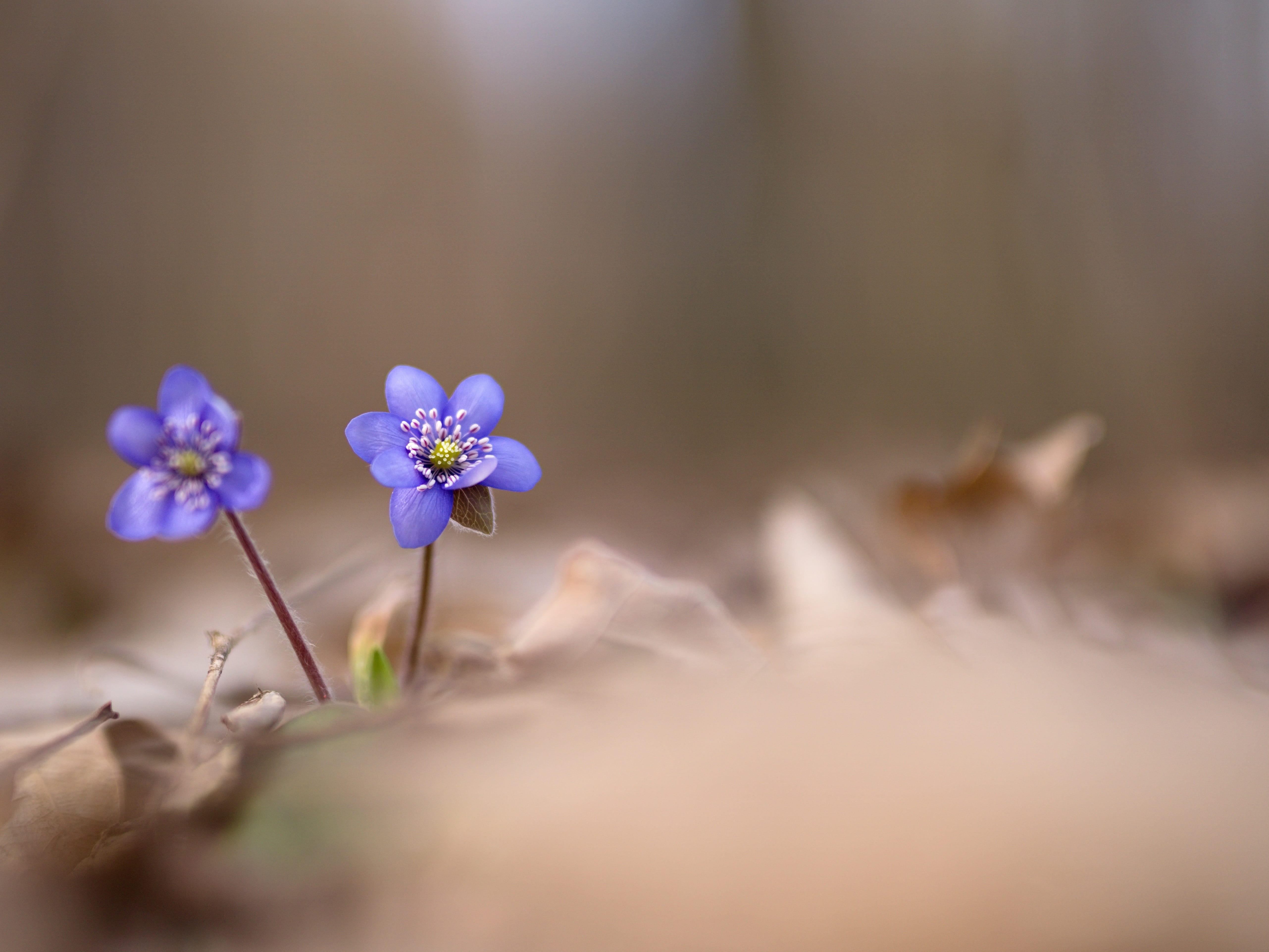 no People, Spring, season, hepatica nobilis, beauty In Nature, selective focus, small, summer, petal, botany, flowers, close-up, nature, spring, growth, HD Wallpaper