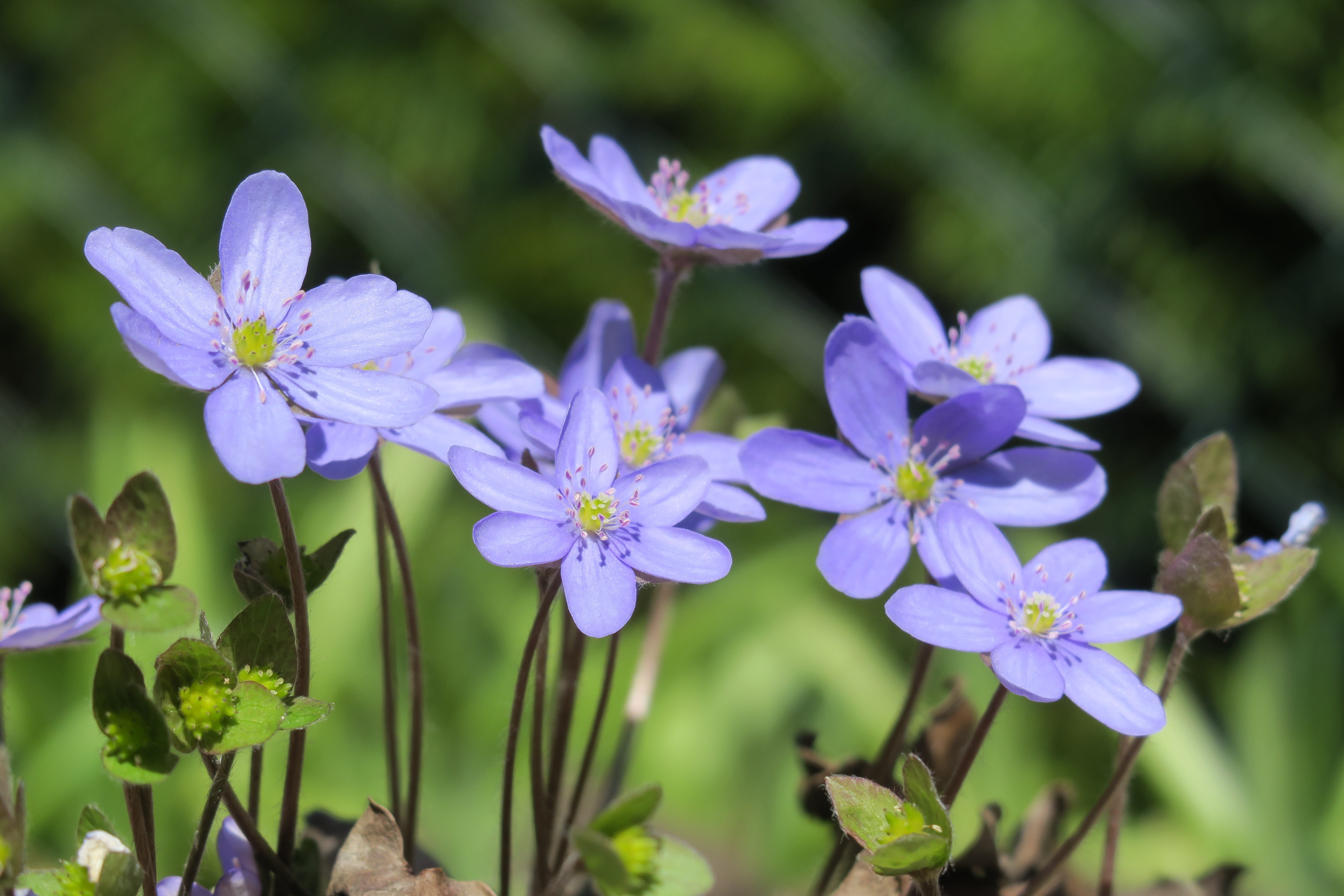 nature, growth, focus on foreground, vulnerability, day, ornamental garden, petal, fragility, plant, flower head, 5K, flowering plant, outdoors, garden, HD Wallpaper