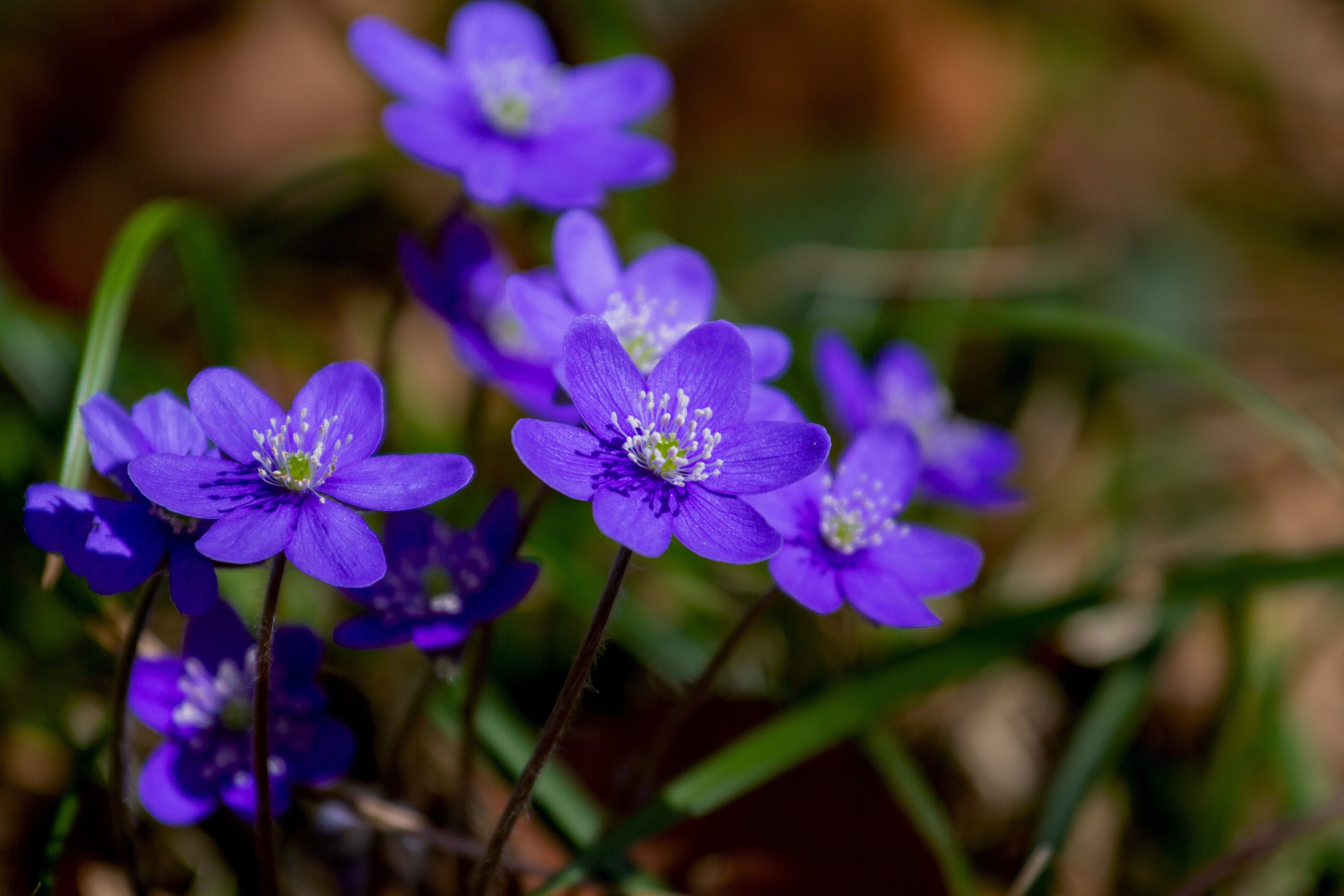 photo, flower, hepatica, hahnenfußgewächs, beauty in nature, violet, freshness, fragility, petaled, close-up, selective, inflorescence, outdoors, ranunculaceae, HD Wallpaper