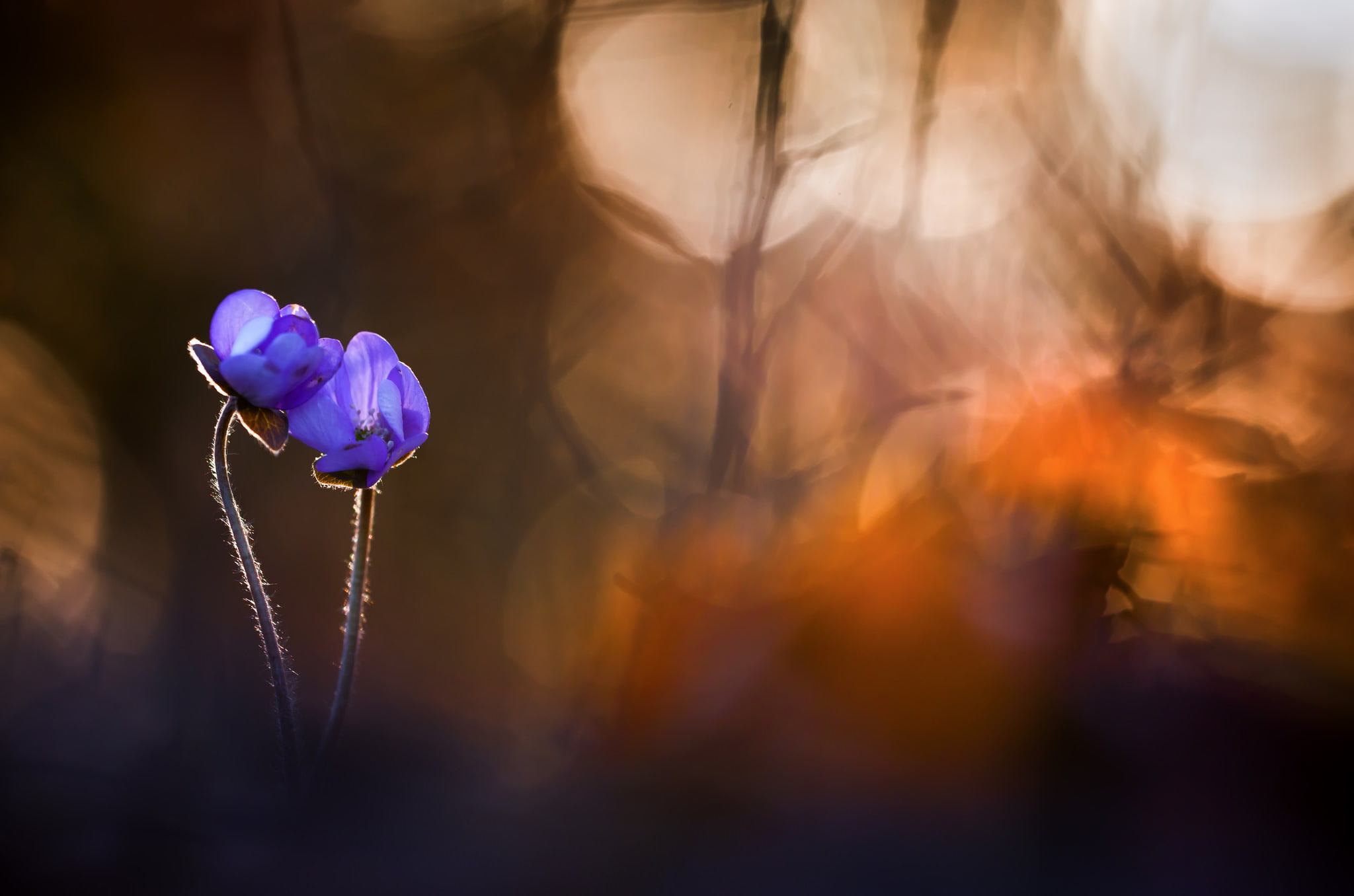 spring, Hepatica nobilis, nature, 1080P, flowers, HD Wallpaper