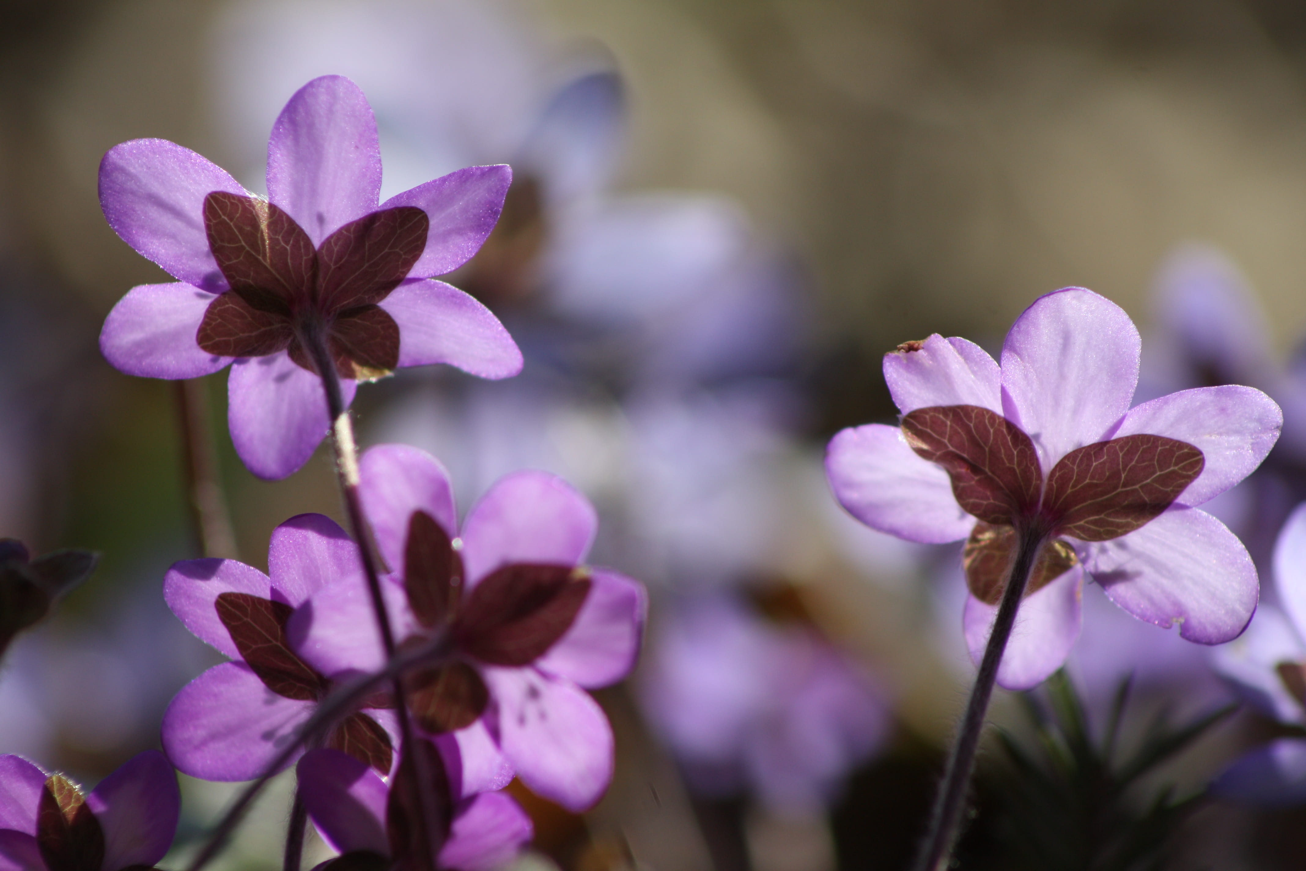 photography, plant, growth, focus on foreground, 4K, blossom, selective focus, inflorescence, flower, vulnerability, spring, springtime, purple, flowering plant, HD Wallpaper