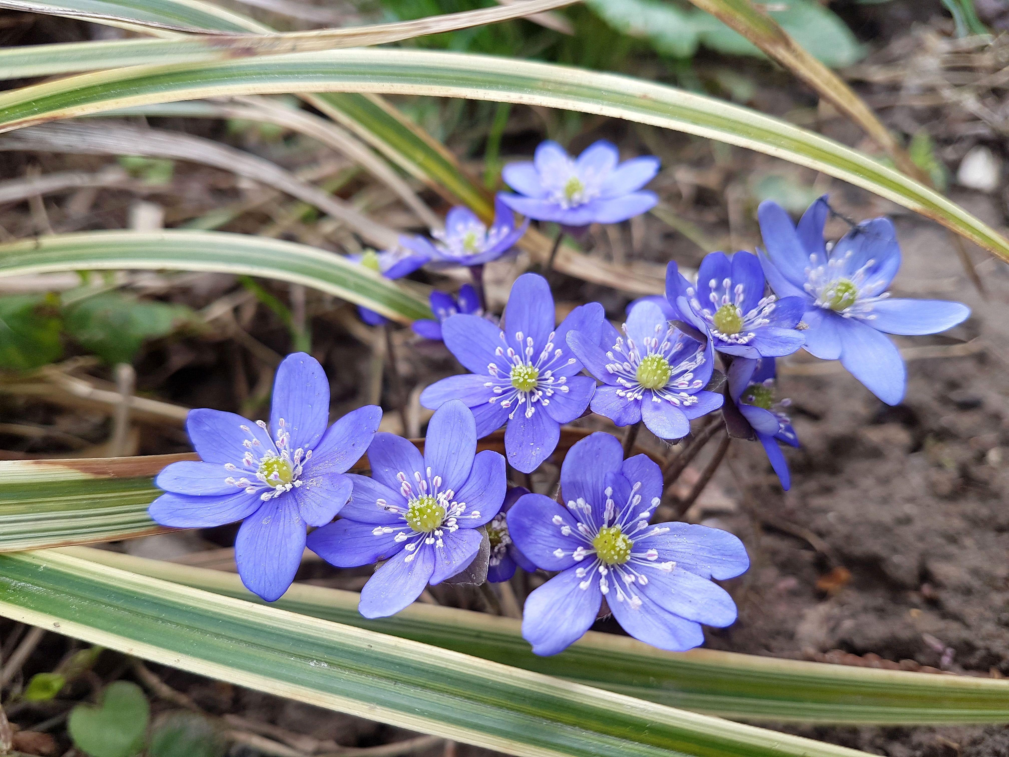 inflorescence, flowers, petal, focus on foreground, botany, beauty in nature, flower head, no people, flowering plant, outdoors, nature, purple, crocus, HD Wallpaper