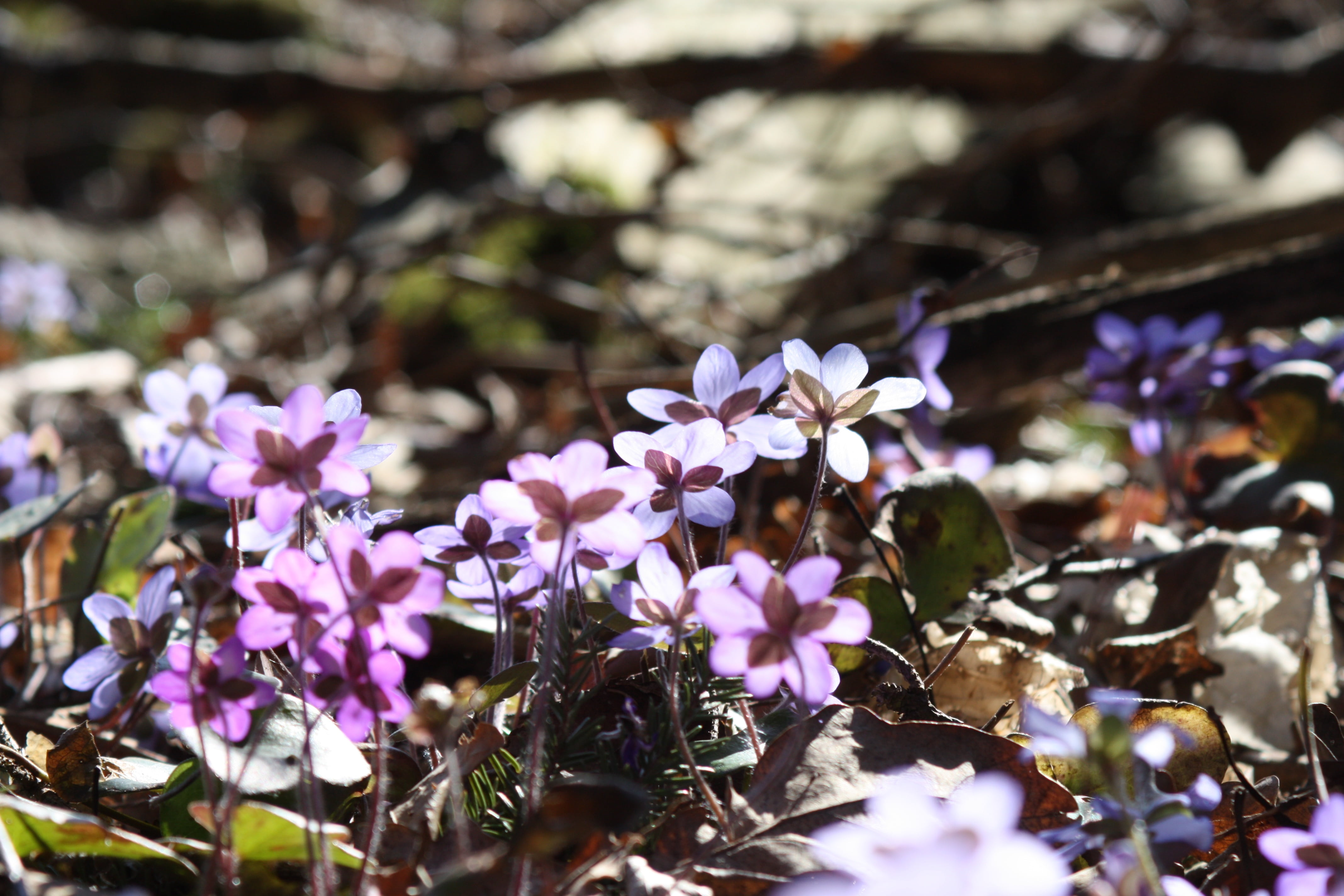 no people, focus on foreground, 4K, spring, flower, petal, freshness, spring plant, selective focus, outdoors, fragility, flowering plant, beauty in nature, HD Wallpaper