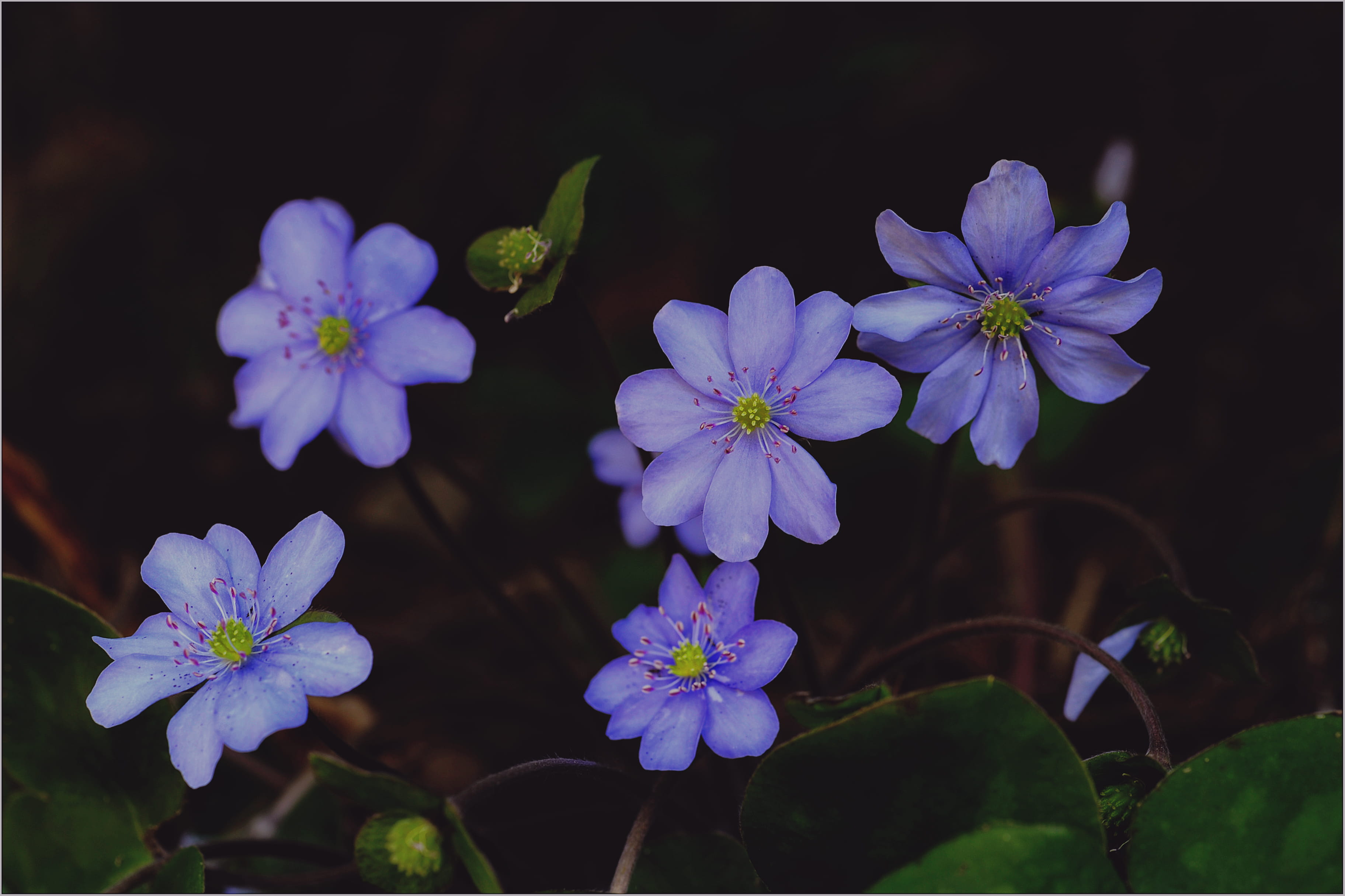 blooming, blurred background, softness, blossom, beauty in nature, plants, leaf, botanical, petal, bloom, focus on foreground, colors, growth, freshness, HD Wallpaper