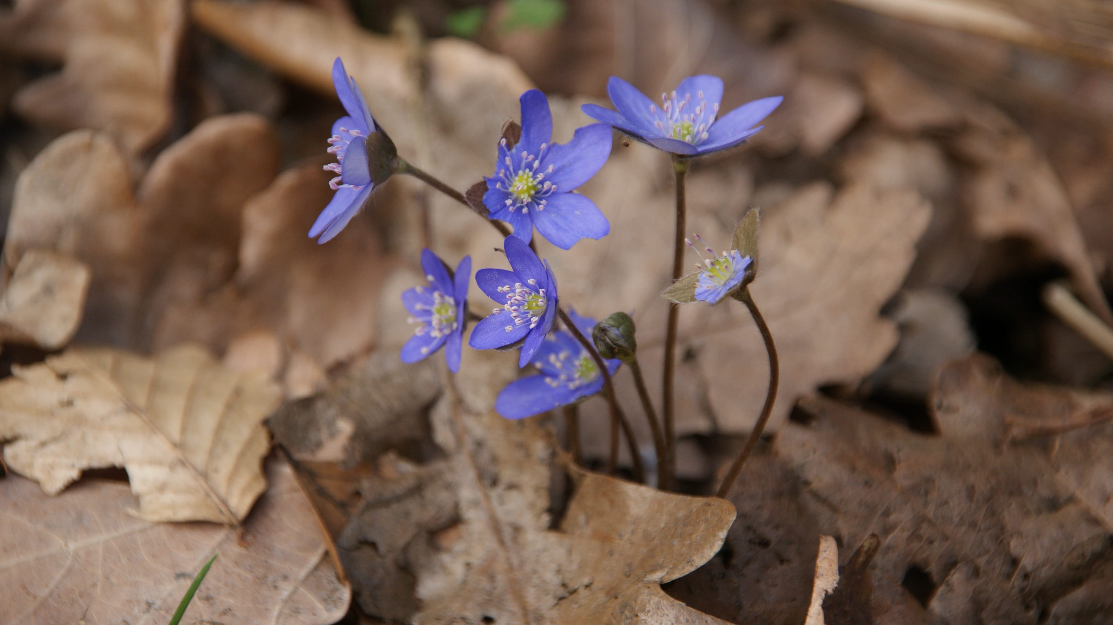 no people, macro, vulnerability, blooming, close-up, freshness, nature, purple, fresh, growth, floral, hepatica, springtime, flower head, fragility, plant part, HD Wallpaper