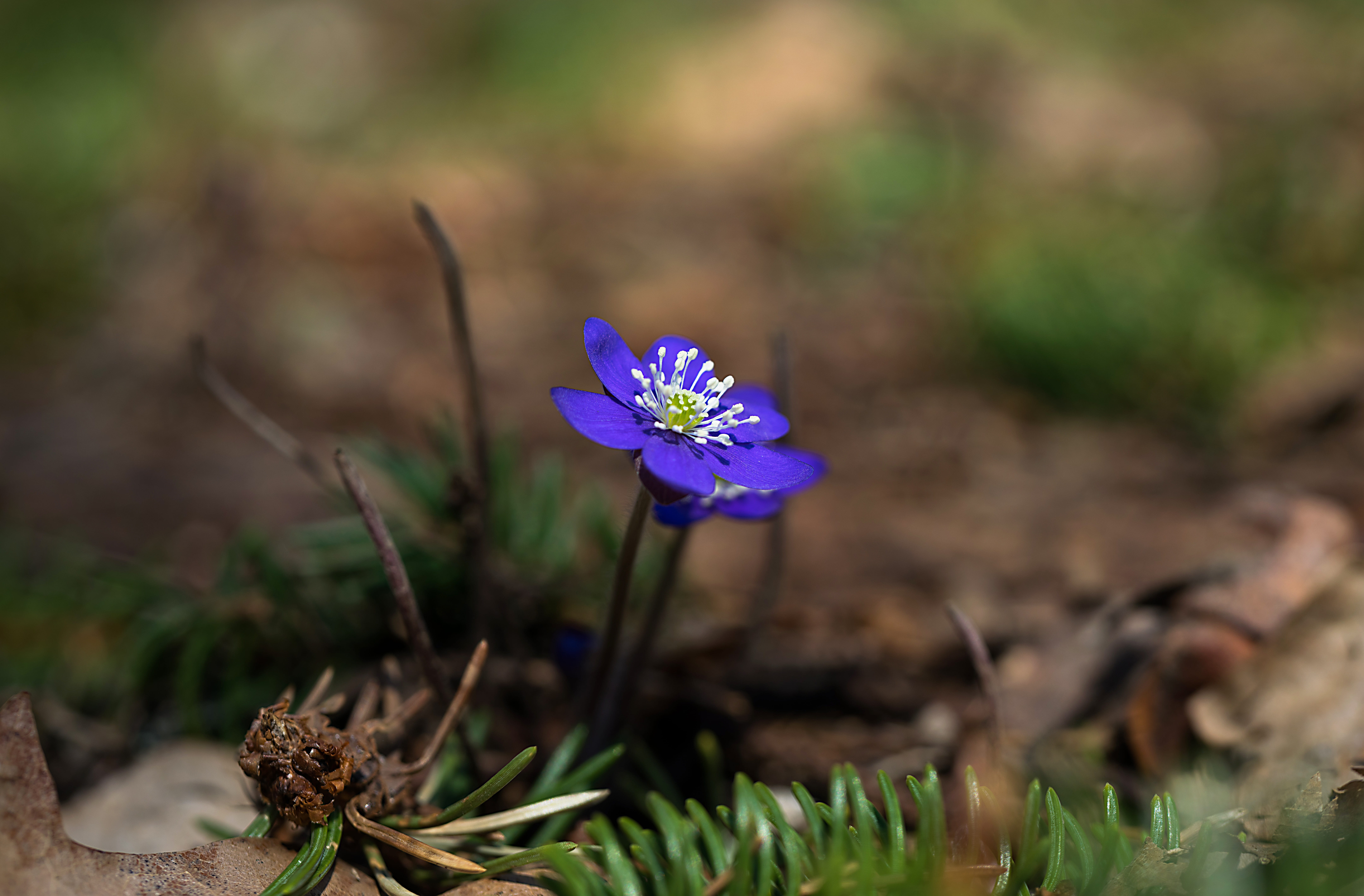 day, flower head, petal, nature, fragility, land, uncultivated, spring, flowering plant, vulnerability, growth, 8K, purple, hepatica, close-up, outdoors, HD Wallpaper