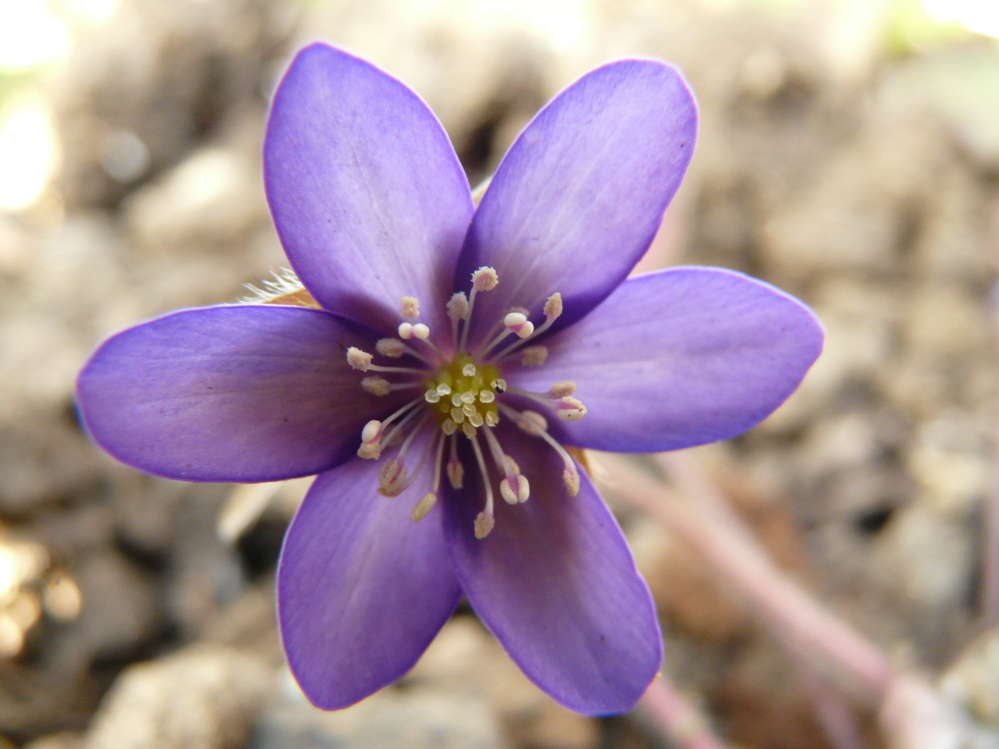 heart herb, heart joy, blue wood flower, leberblom, leverblome, blue violas, blossom, spring, schoeranchel, beauty in nature, common hepatica, growth, hahnenfußgewächs, HD Wallpaper