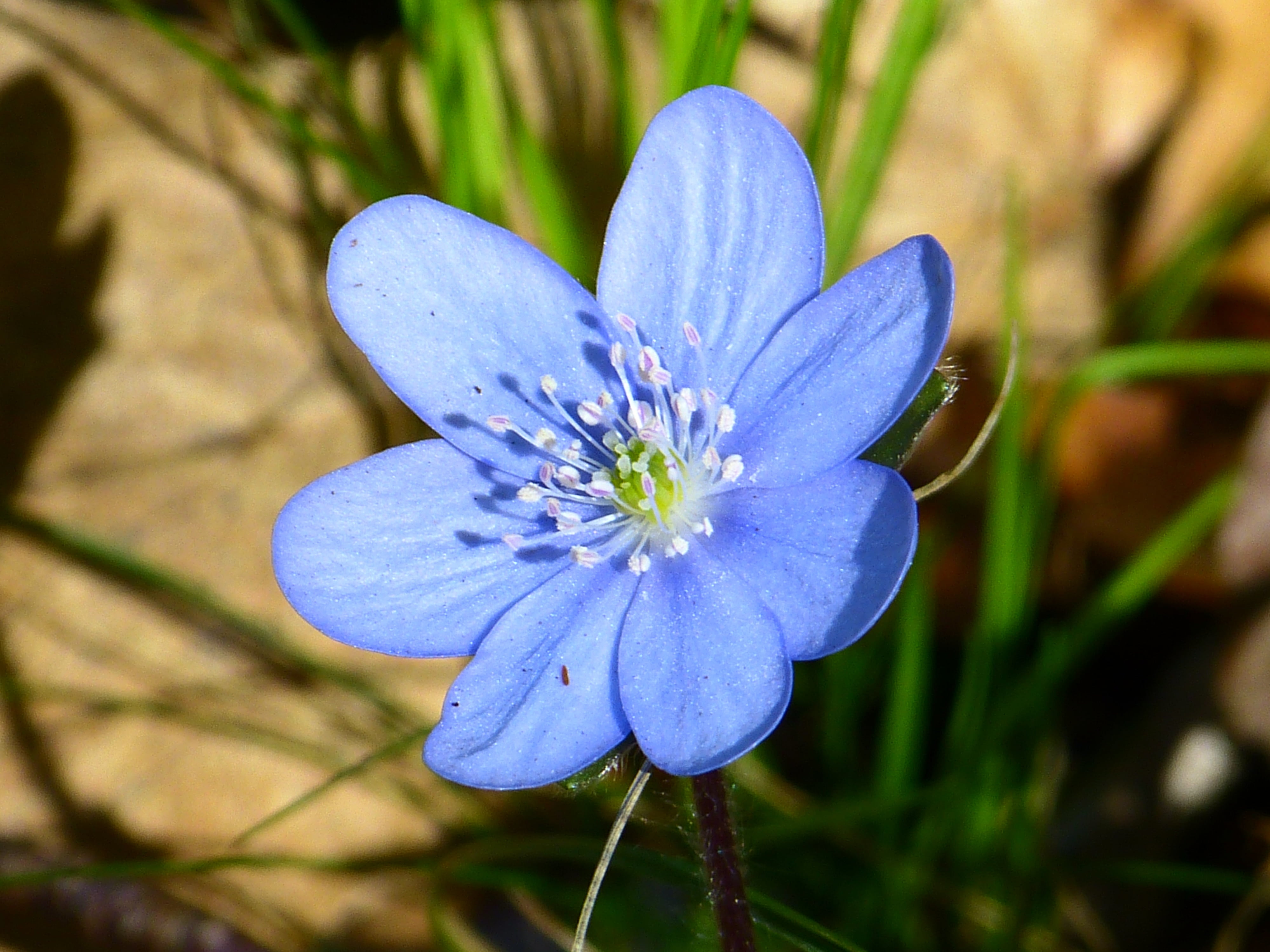 maibluemli, day, hepatica nobilis, focus on foreground, petal, heart herb, blooms, blue violas, daytime, precious liver herbs, fragility, closeup, anemone, HD Wallpaper
