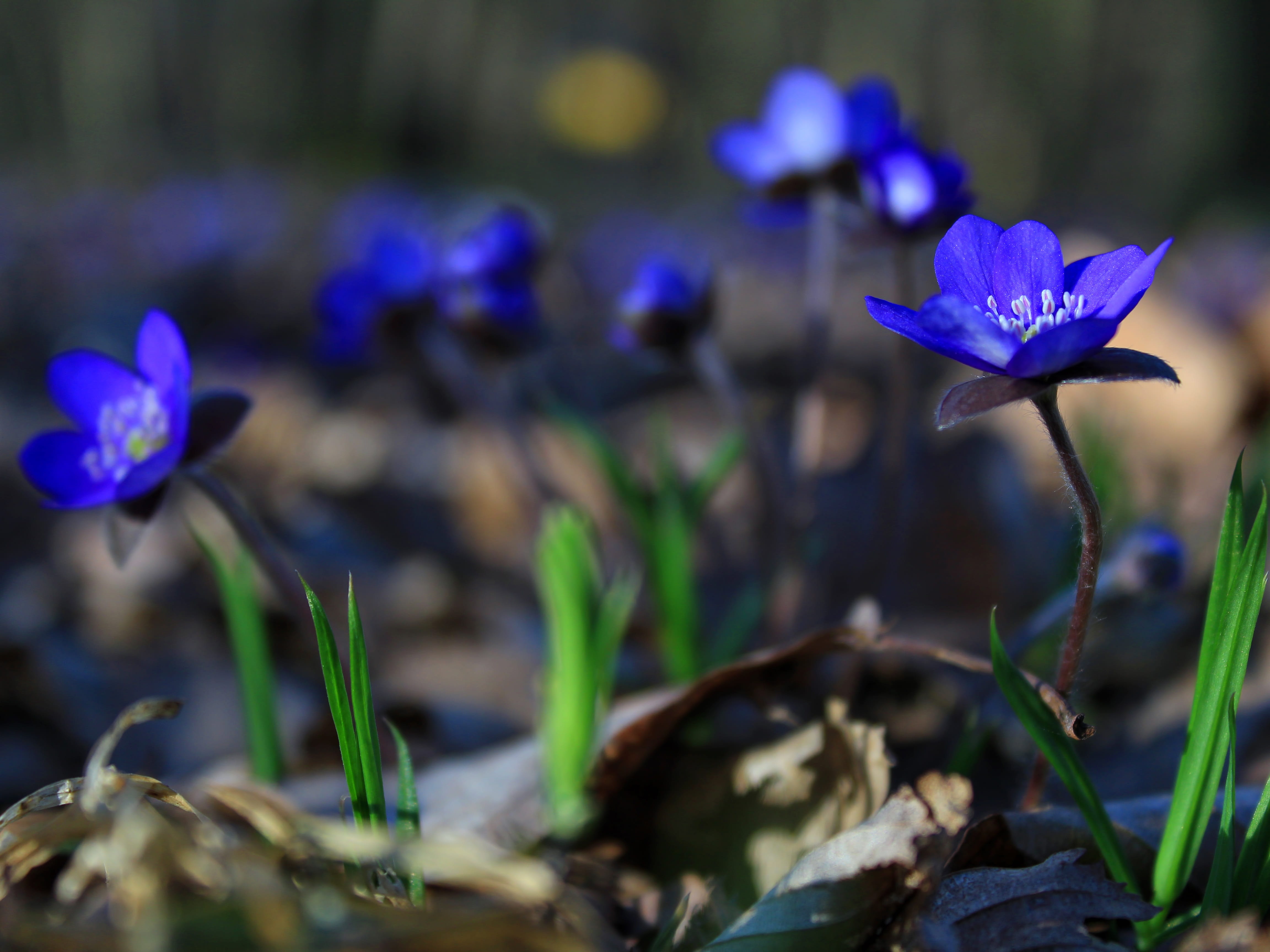 spring, no people, flower head, fragility, outdoors, crocus, colors, flower, blossom, nature, close-up, liverwort, wildflower, blue, forest, land, 4K, HD Wallpaper