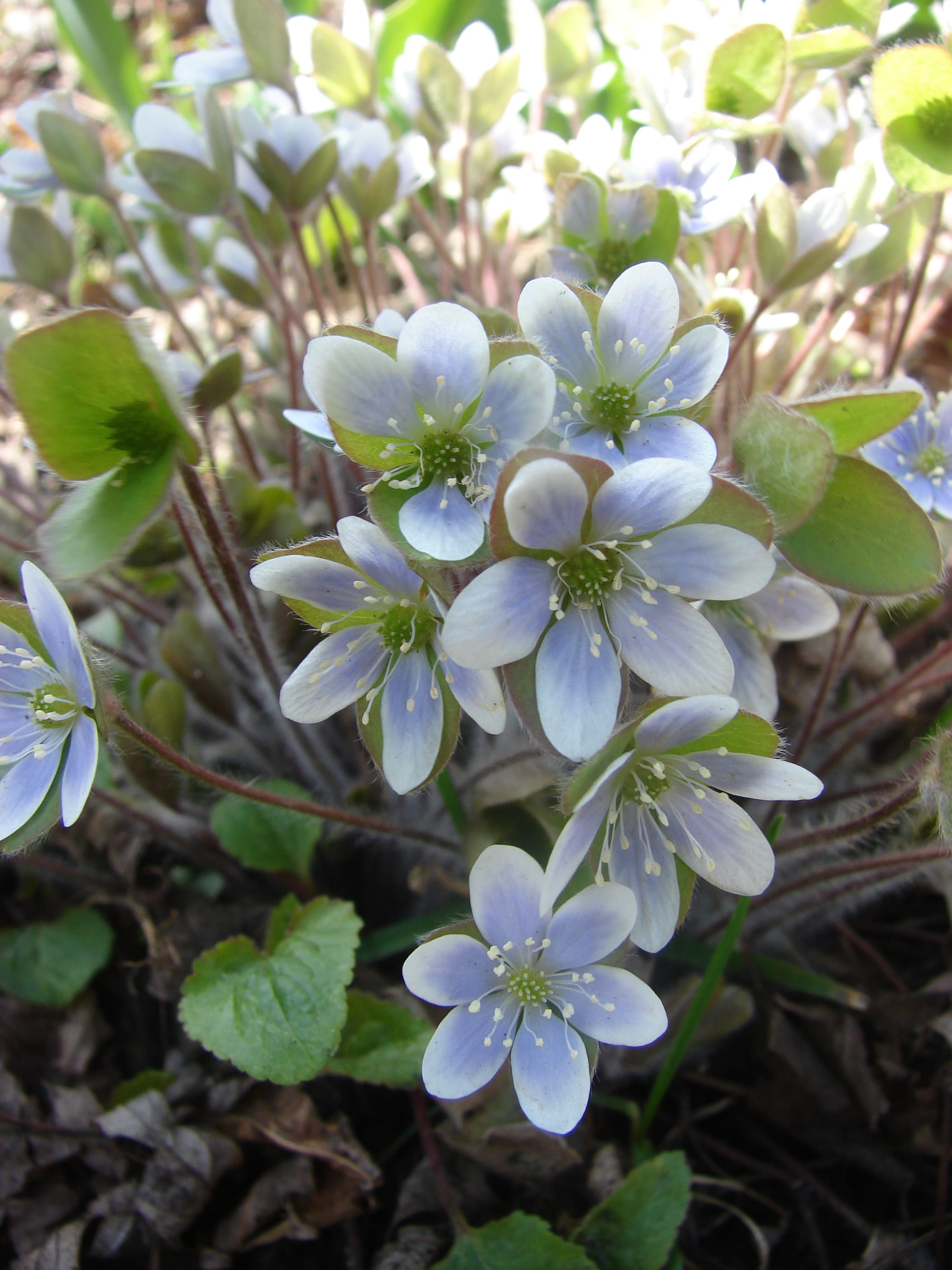 wildflower, close-up, inflorescence, hepatica, springtime, pollen, day, flower head, perennial, freshness, flora, hepatopsidae, 2K, flower, liverwort, Phone HD Wallpaper