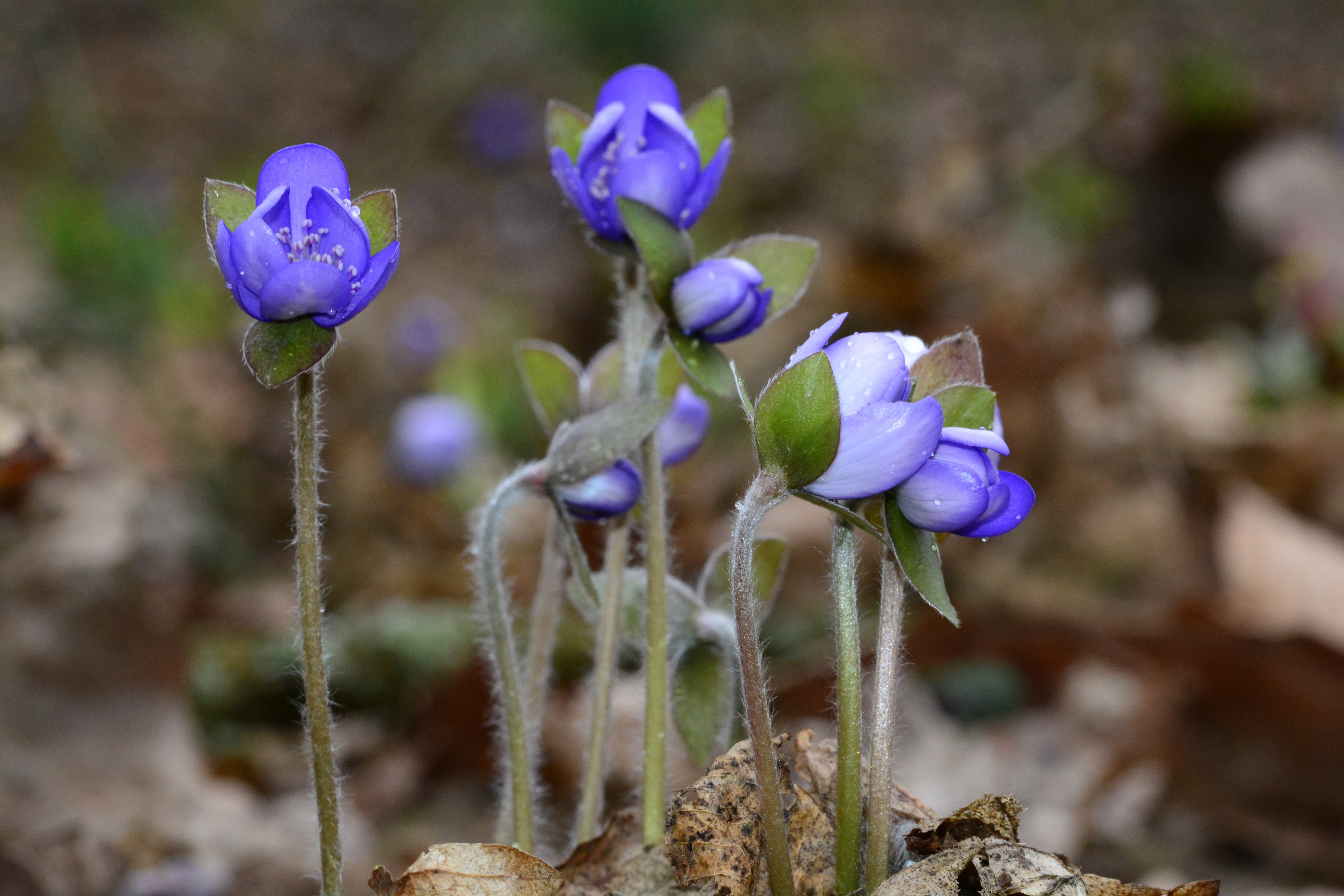 inflorescence, plant, blue, flower head, plant stem, close-up, outdoors, vulnerability, purple, hepatica, day, botany, freshness, growth, land, fragility, HD Wallpaper