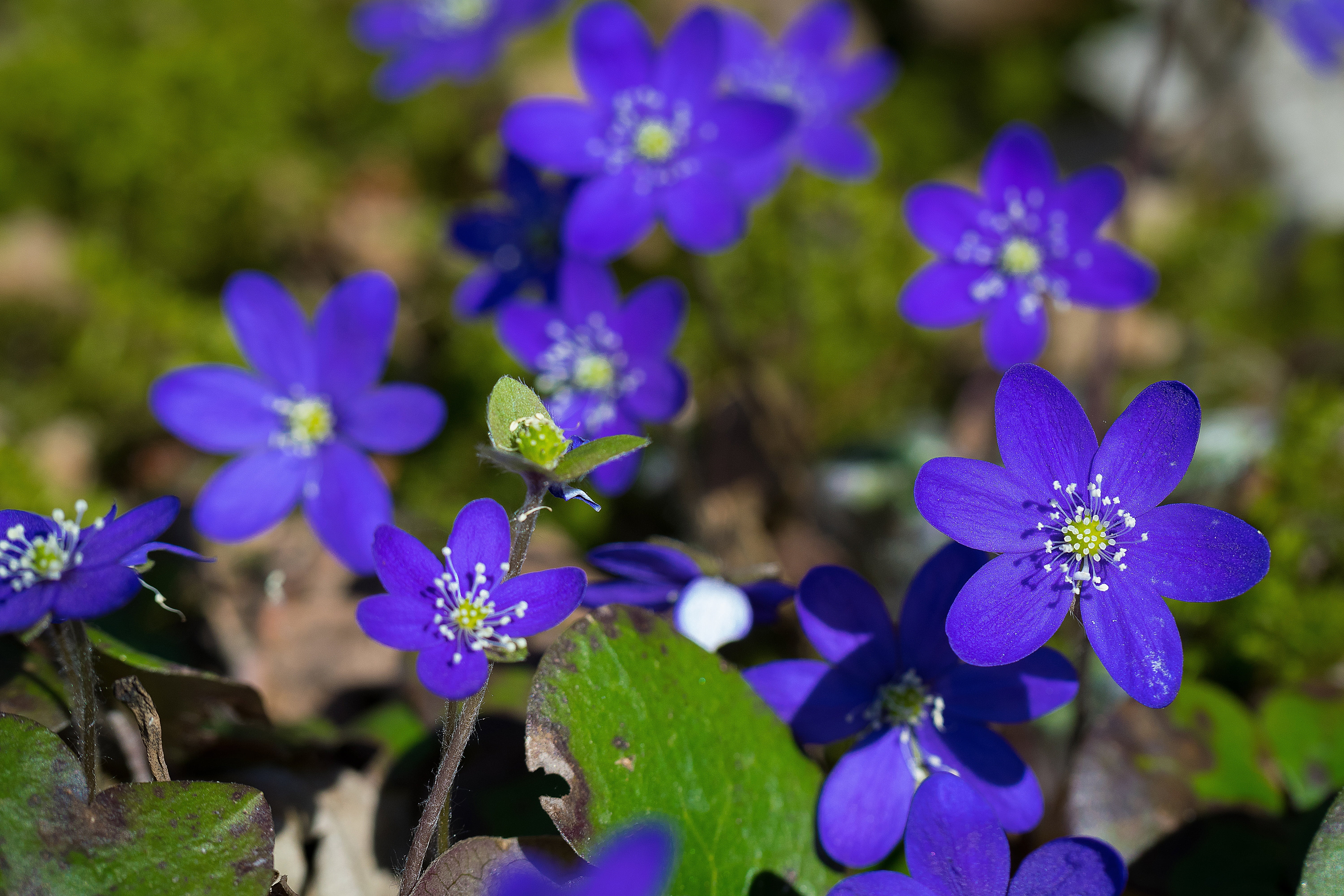 purple, growth, no people, vulnerability, plant, close-up, petal, hepatica, freshness, flower head, blue, focus on foreground, leaf, fragility, nature, HD Wallpaper