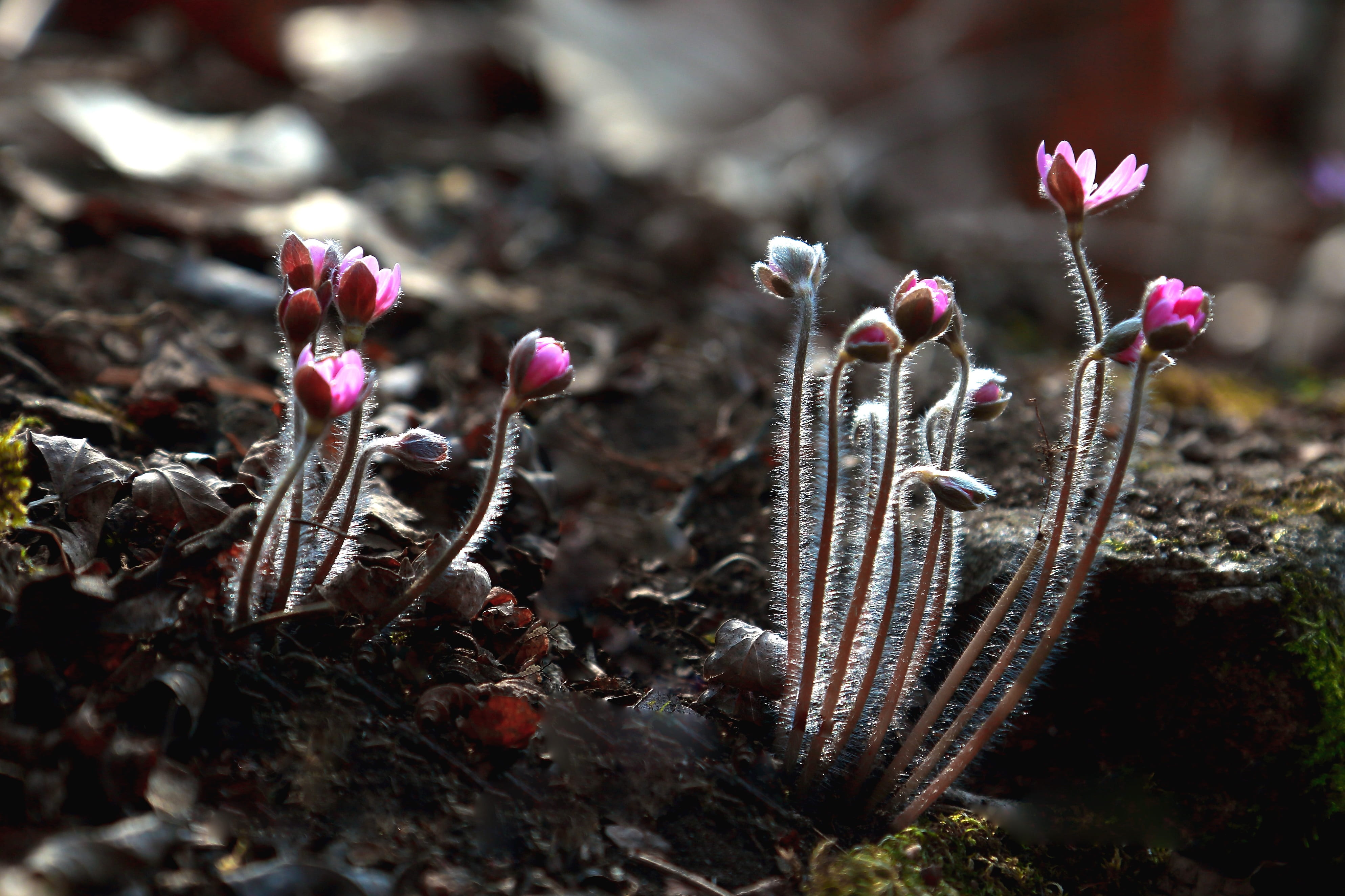 mountain, spring flowers, close-up, valley, flowering plant, flowering, selective, springtime, flower, growth, republic of korea, field, day, nature, plants, HD Wallpaper