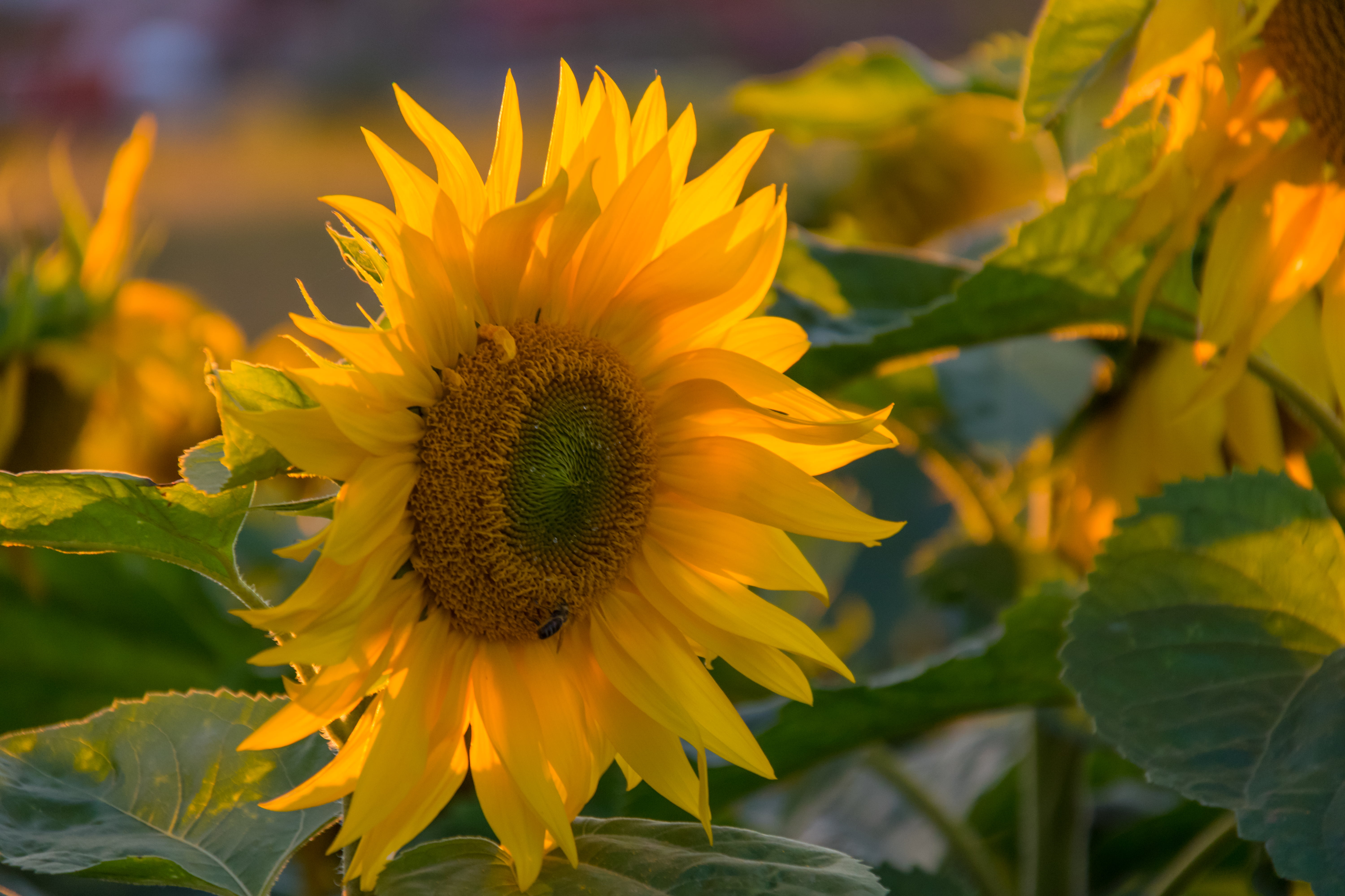 outdoors, plant, yellow, petal, sky, sunset, field, Sunflower, summer, rural Scene, Sunflowers, nature, flower, leaf, Lund, agriculture, 5K, growth, HD Wallpaper