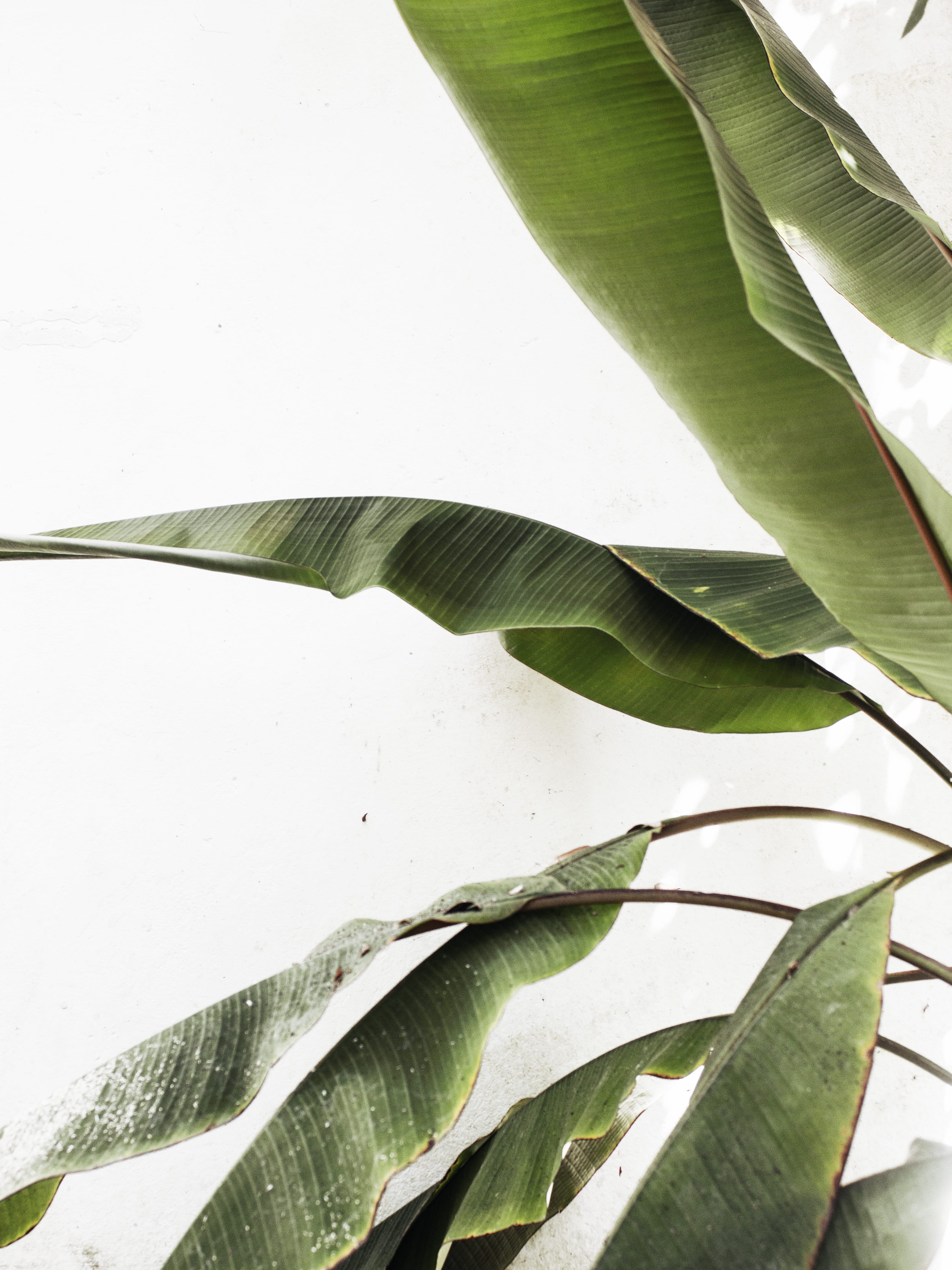 aloe, green, banana leaf, arecaceae, white, lund, green color, plant part, palm tree, close-up, minimal, flora, housing, daytime, sweden, leaf, sunlight, Phone HD Wallpaper