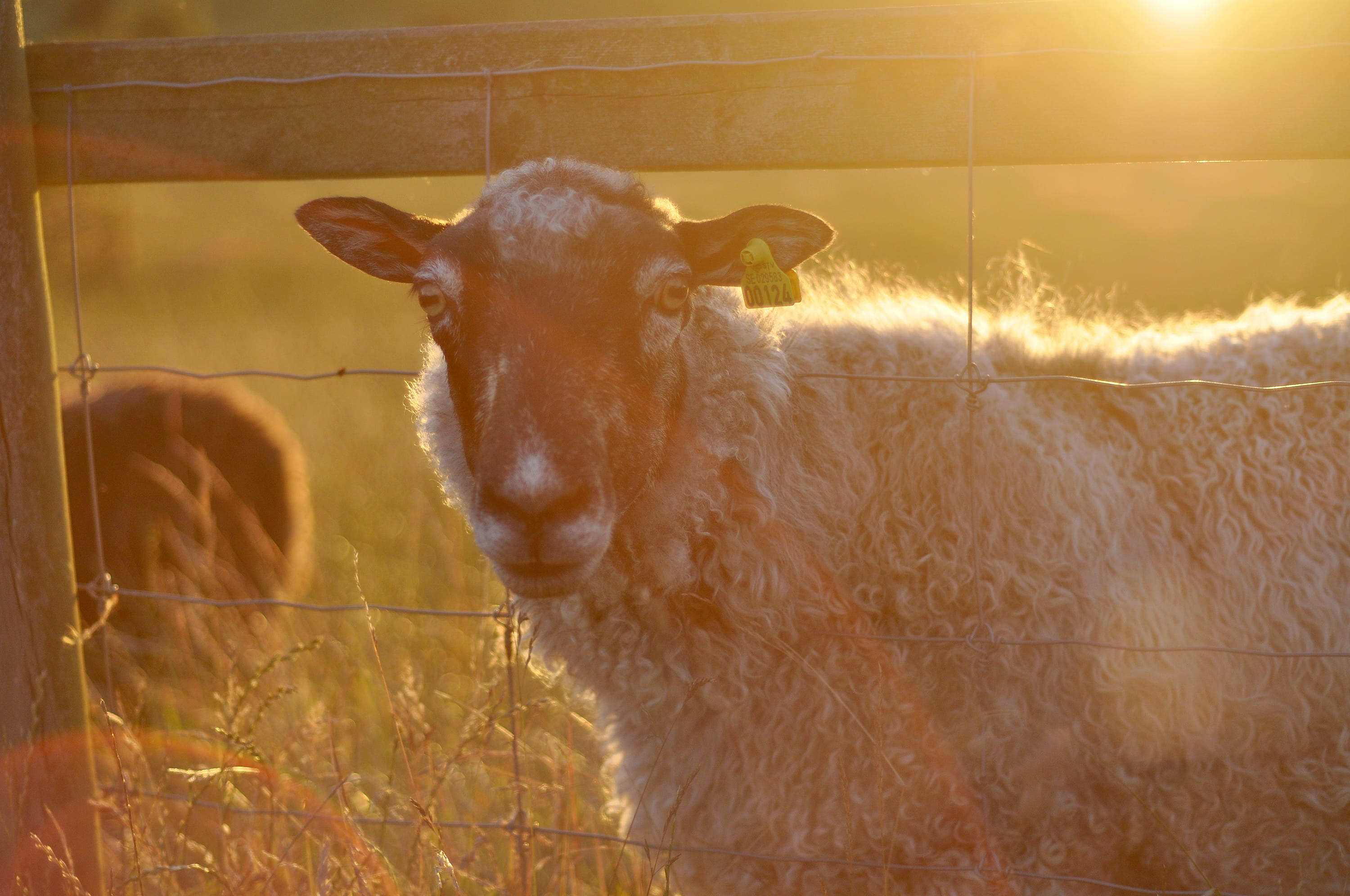 no people, day, golden light, sheep, vertebrate, mammal, farm, portrait, land, sunlight, sweden, golden hour, animal head, standing, one animal, 2K, nature, HD Wallpaper