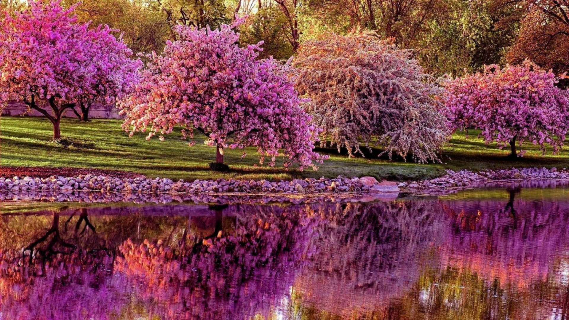 tree, grass, lake, bank, plant, 1080P, springtime, flora, spring, reflection, blossom, park, water, bloom, HD Wallpaper