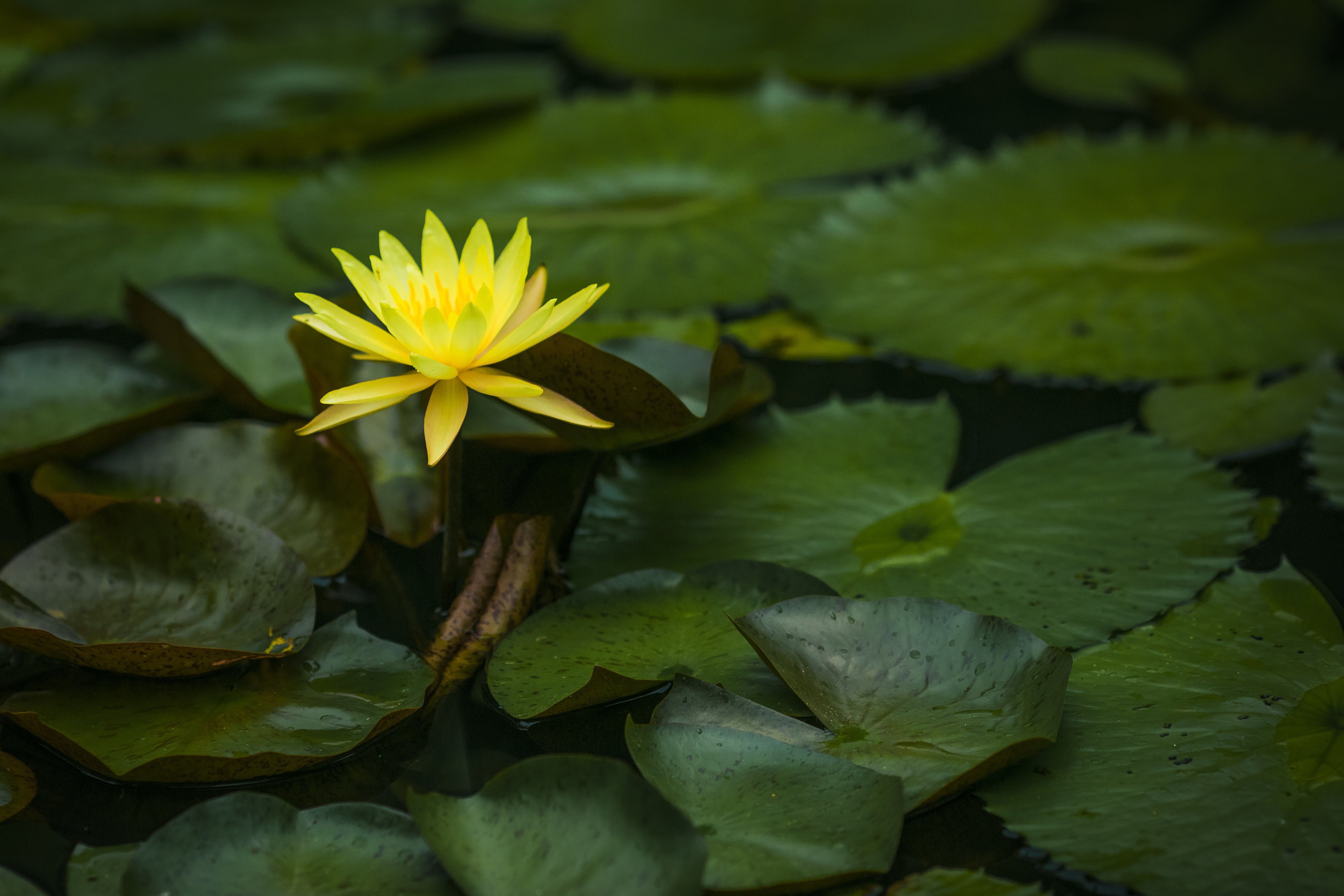 flowering plant, springtime, floating on water, scene, plant part, fragility, inflorescence, freshness, beauty in nature, pond, close-up, petal, lily, plant, HD Wallpaper