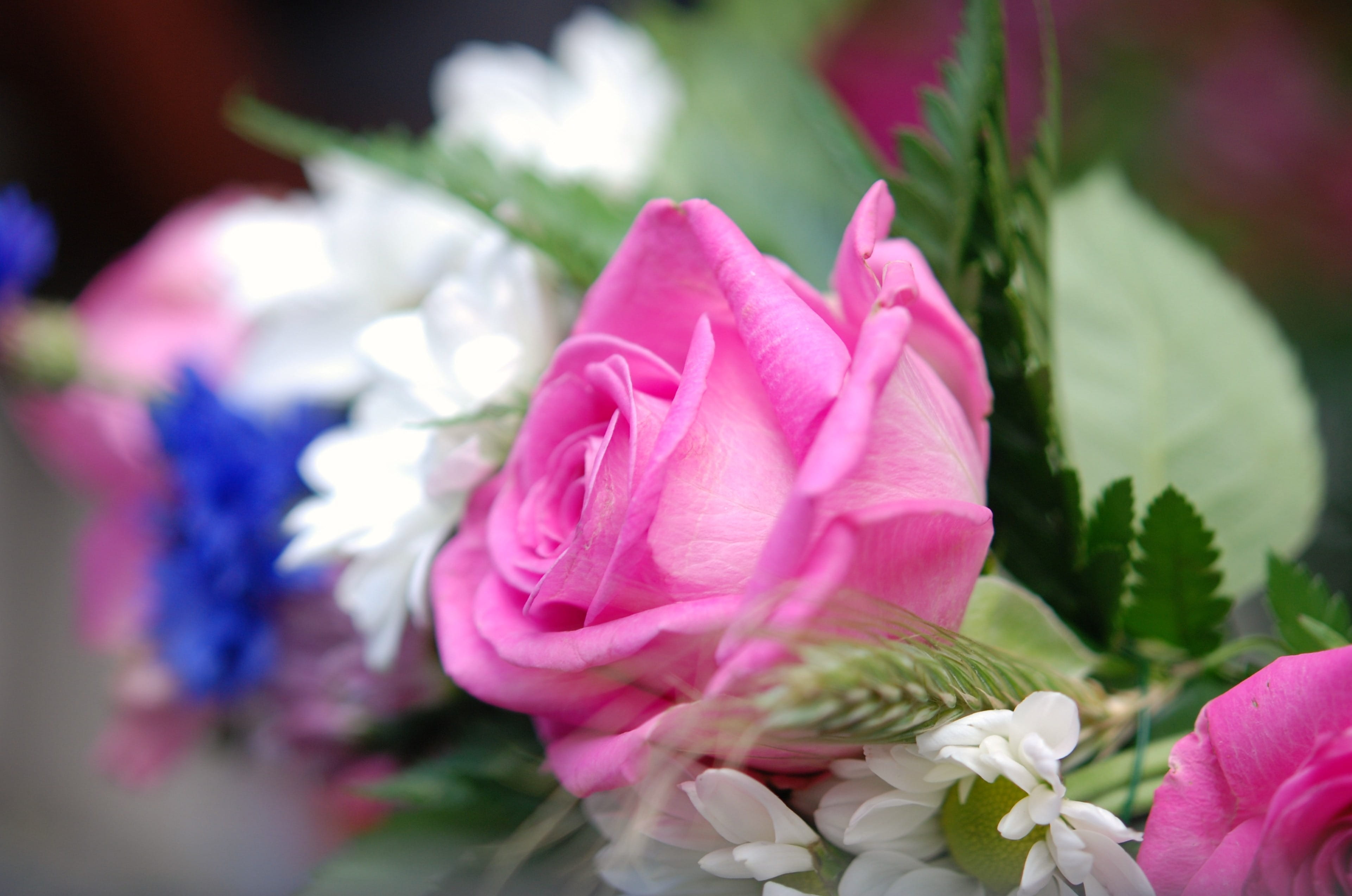 macro, plant, rose, water, rose - flower, focus on foreground, detail, selective, inflorescence, freshness, vulnerability, bloom, flowering plant, pink, HD Wallpaper
