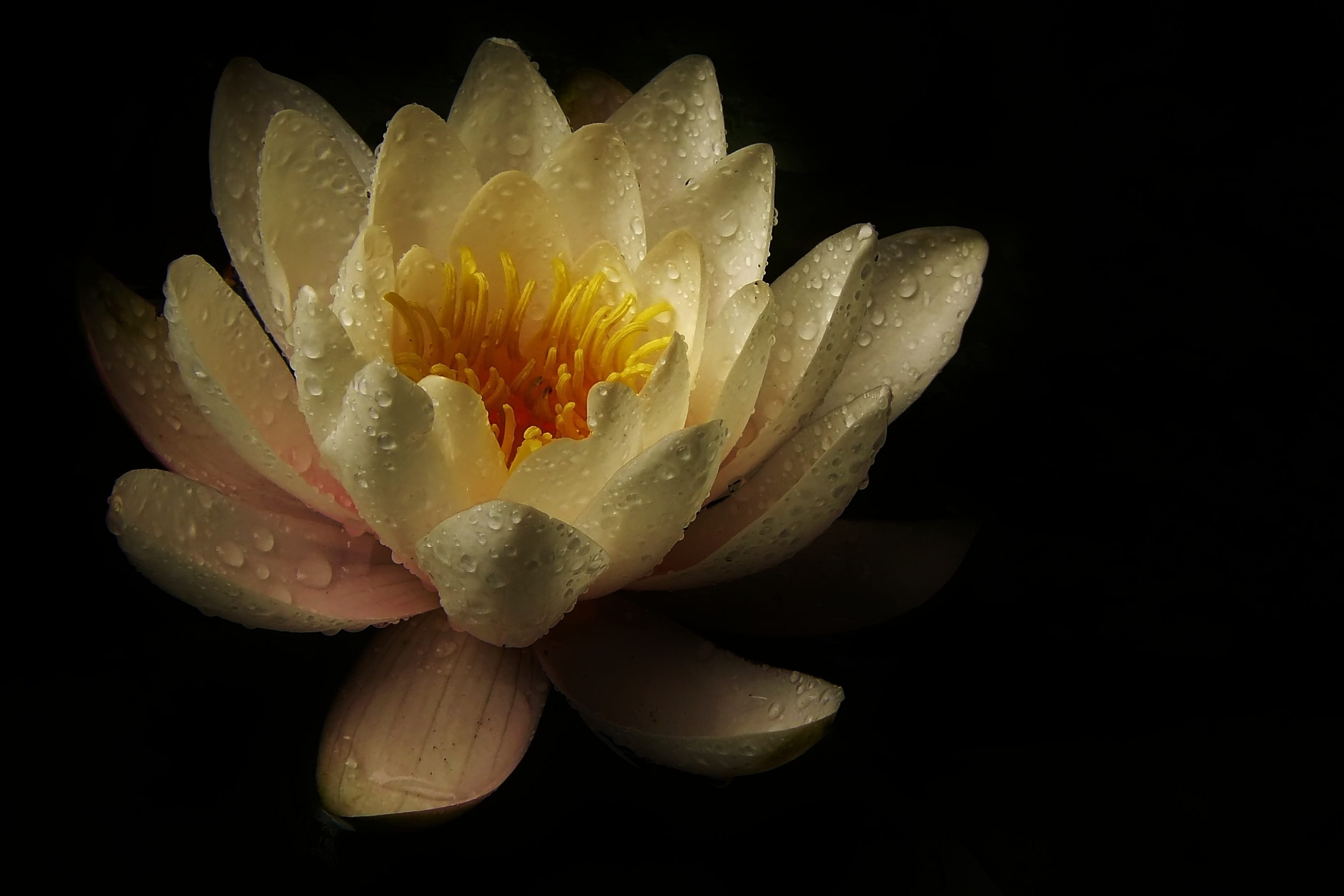 digital, growth, studio shot, nature, close-up, water lily, plant, freshness, beauty in nature, pond plant, lighting, pollen, flora, flower head, lotus, HD Wallpaper