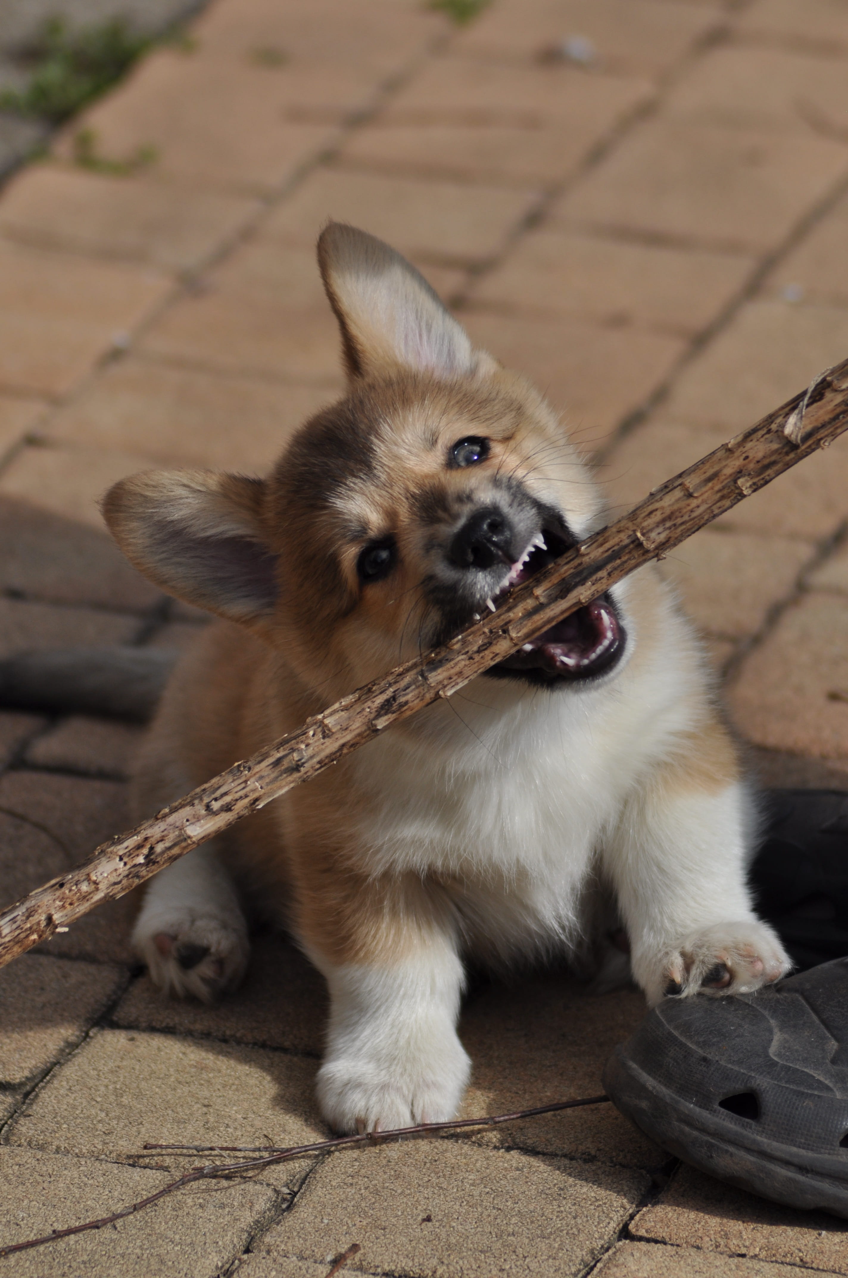 one animal, mouth open, dangerous, ferocious, day, animal, puppy, outdoors, people, vertebrate, canine, my favorite, dog, 4K, pet leash, portrait, domestic, Phone HD Wallpaper