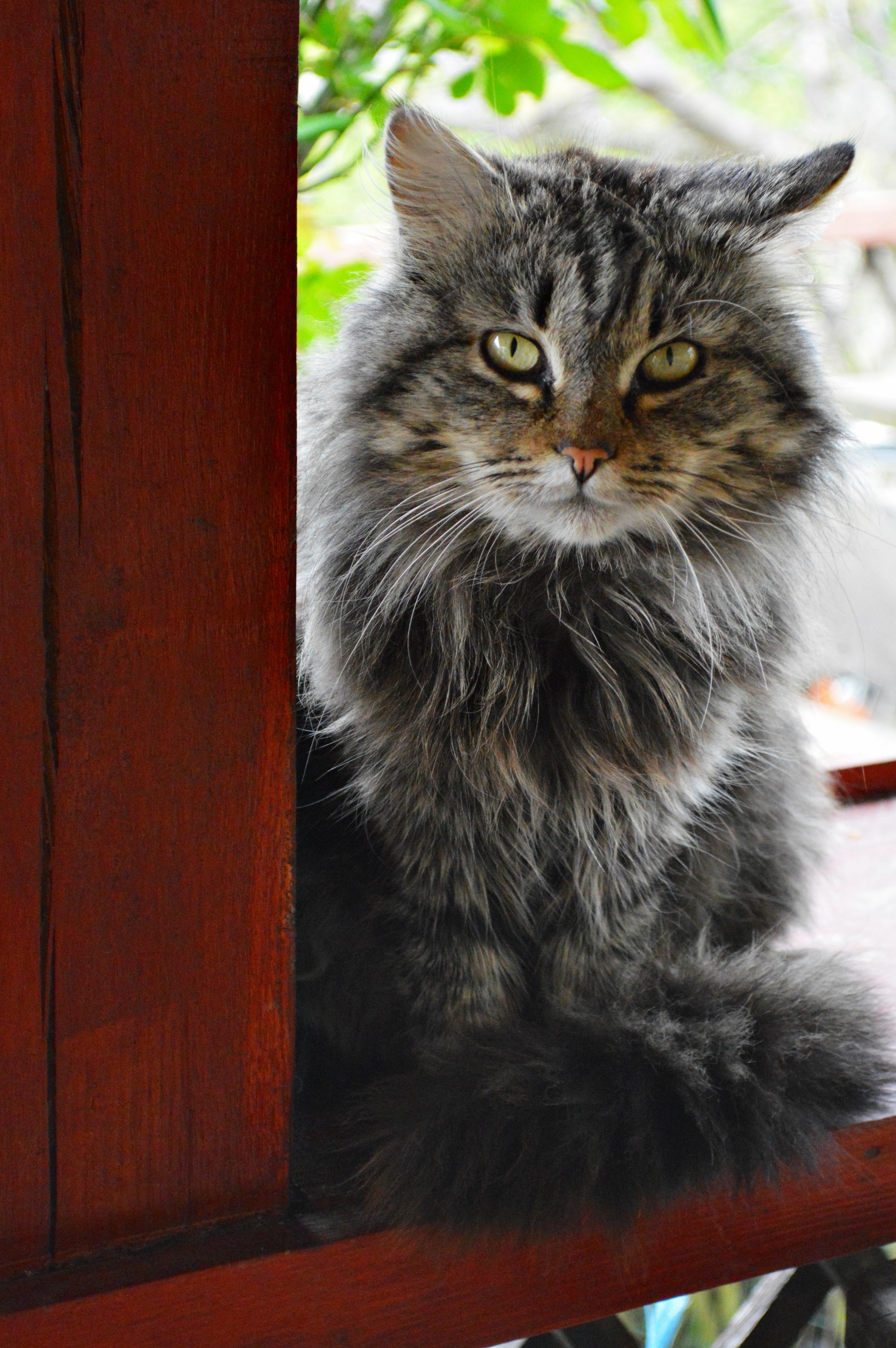 feline, domestic, cat, 2K, day, domestic animals, sitting, looking, is watching, watch, domestic cat, portrait, looking at camera, my favorite, maine coon cat, Phone HD Wallpaper
