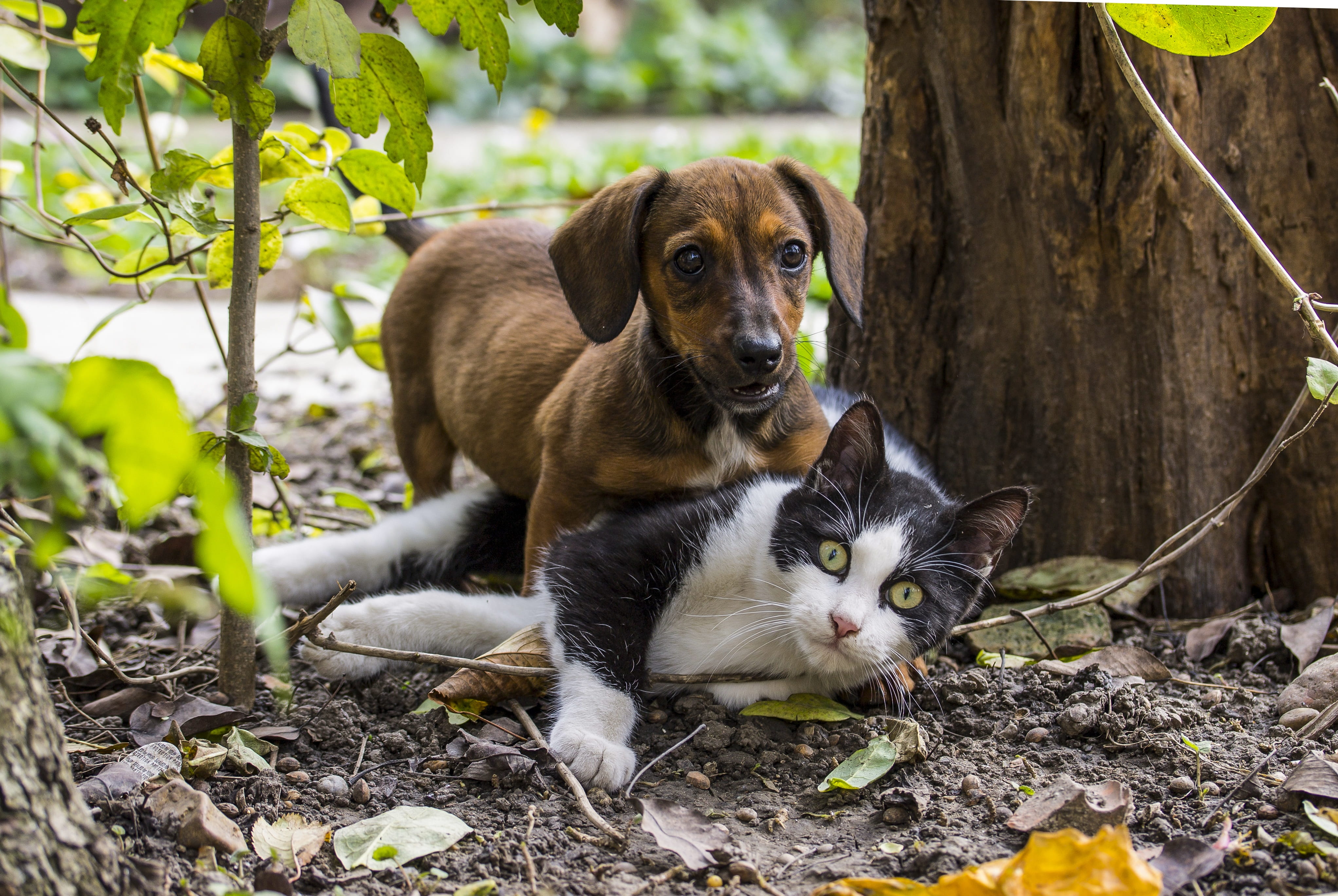 animal themes, short, beside, cute, 4K, dog - cat friendship, game, canine, brown, vertebrate, playing, domestic, no people, coated, dachshund, whisker, HD Wallpaper