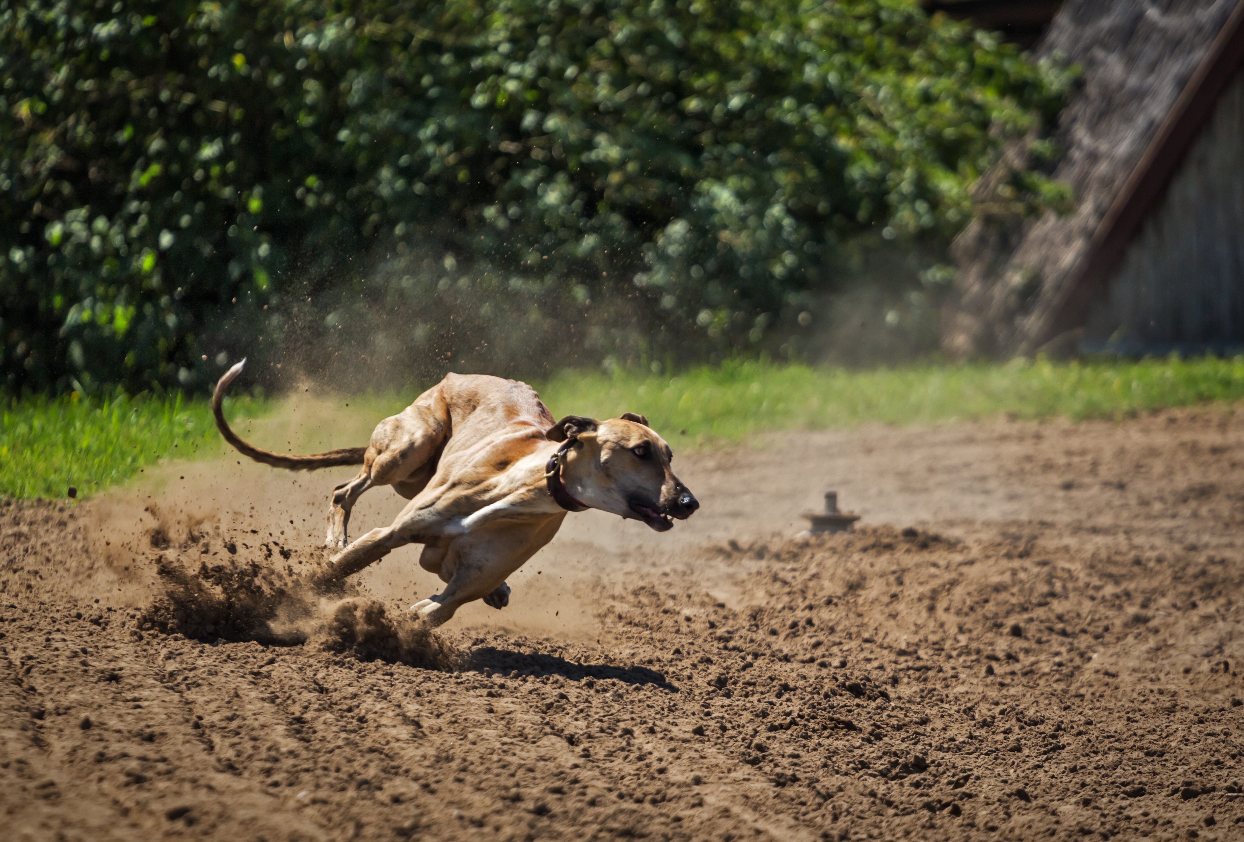 animal themes, dog, vertebrate, tan, motion, outdoors, animal, running, canine, dirt, adult, mammal, my favorite, no people, one animal, land, dust, greyhound, HD Wallpaper