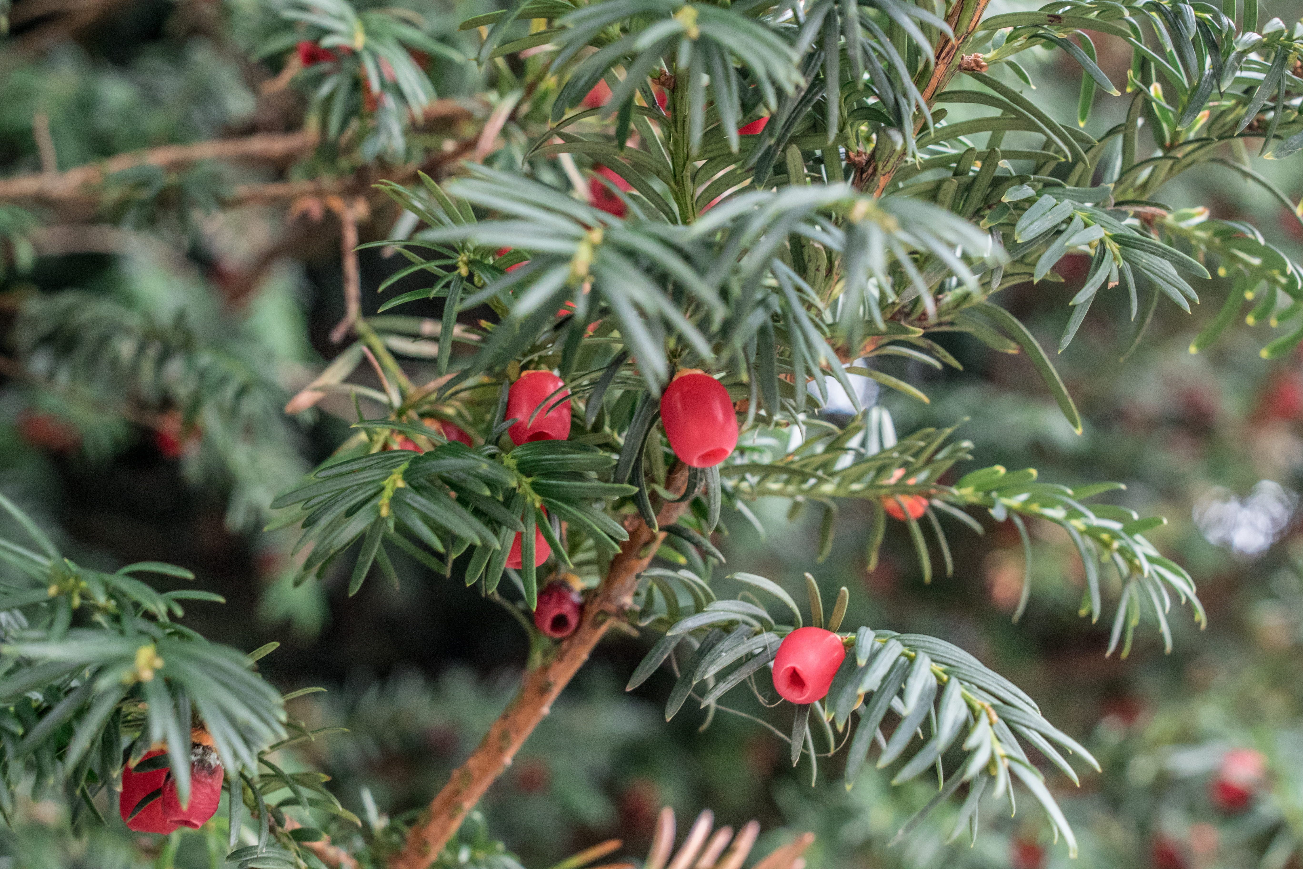 tree, close-up, beauty in nature, red, green color, leaf, nature, day, forest, food, selective focus, berry fruit, plant part, no people, growth, flower, HD Wallpaper